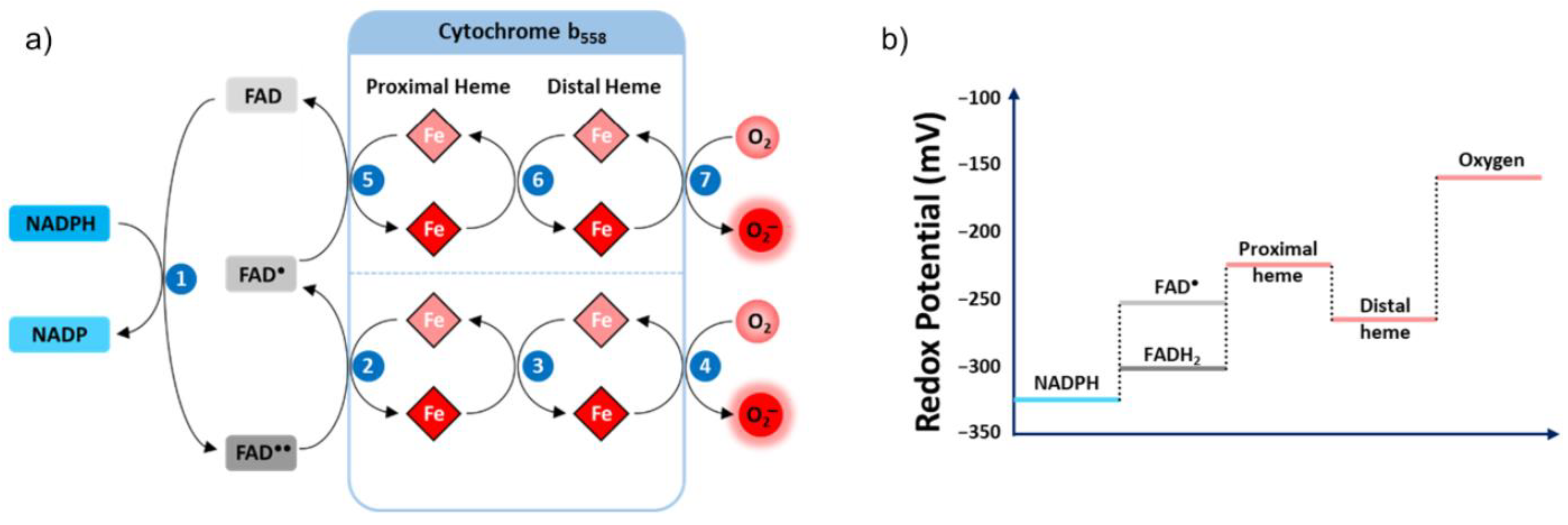 Antioxidants 10 00890 g005 Antioxidants 10 00890 g005