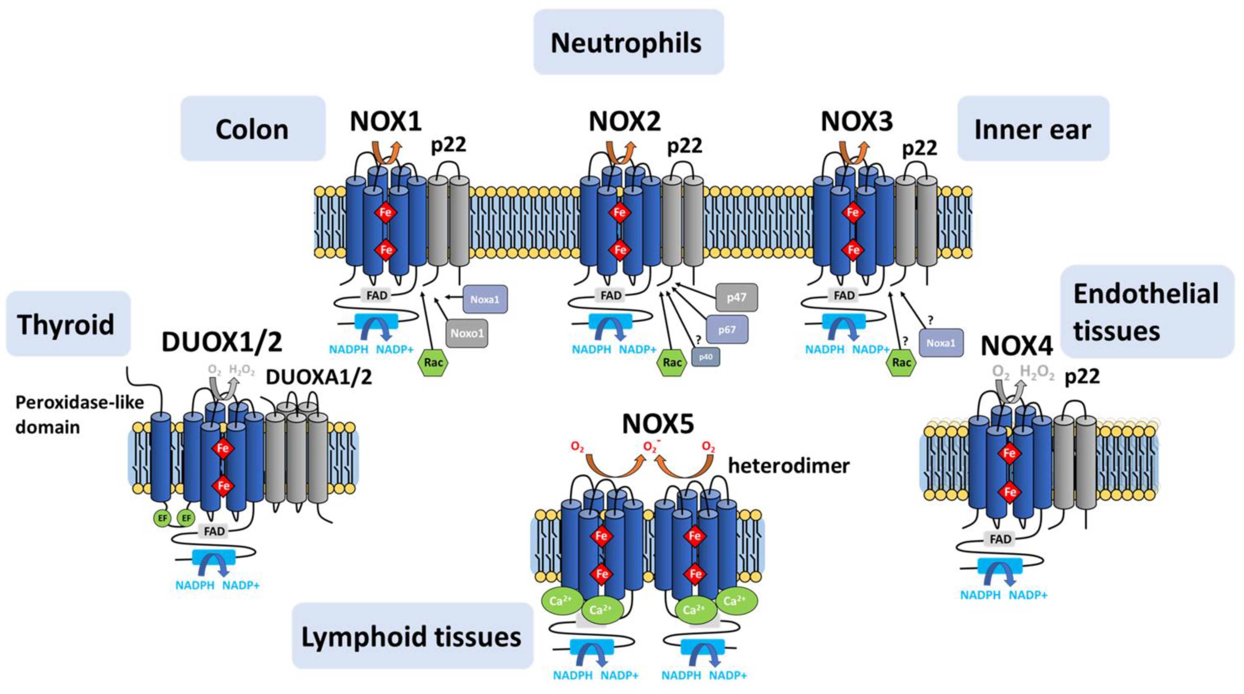 Antioxidants 10 00890 g010 Antioxidants 10 00890 g010