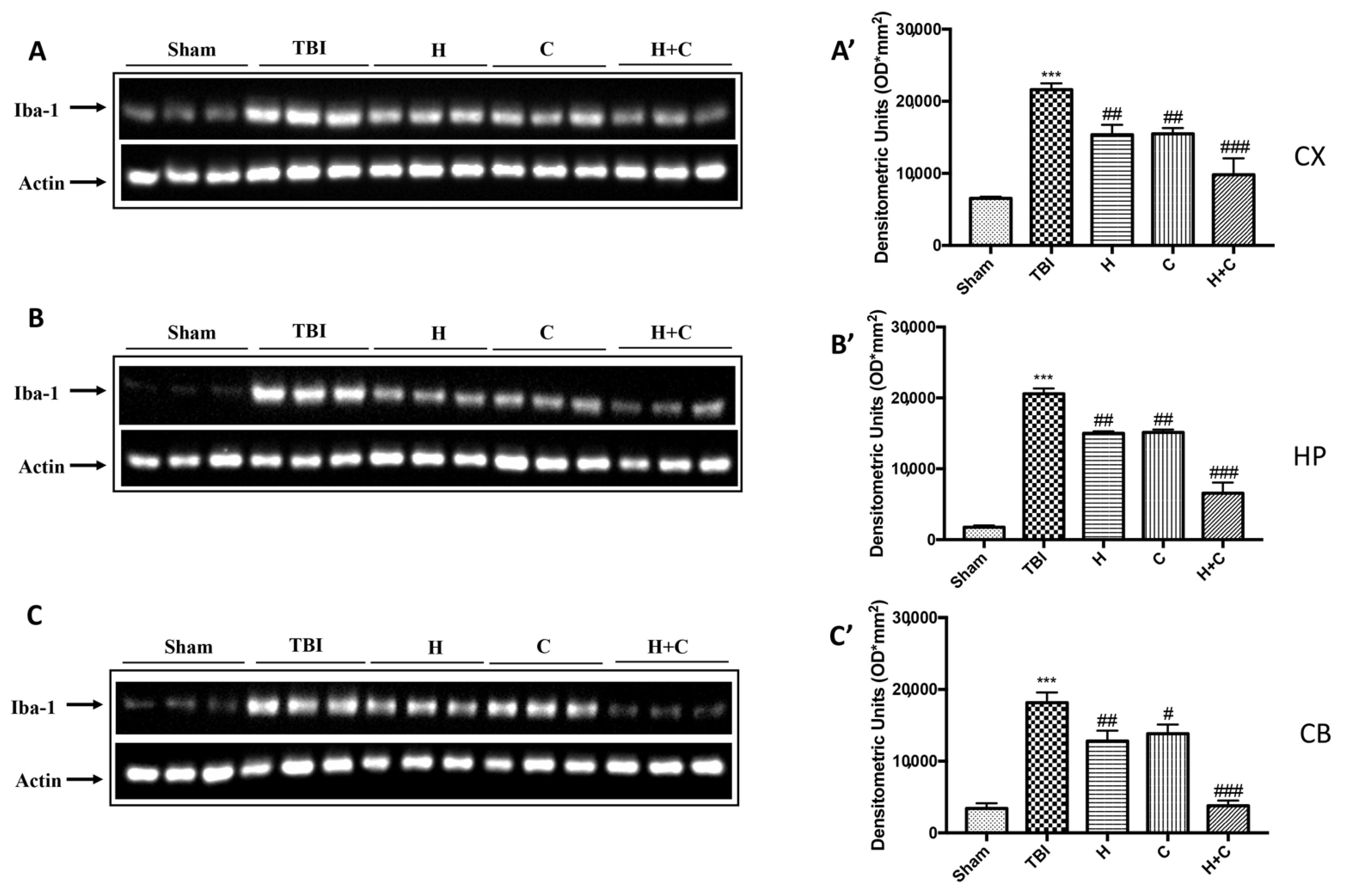 Antioxidants 10 00898 g005 Antioxidants 10 00898 g005