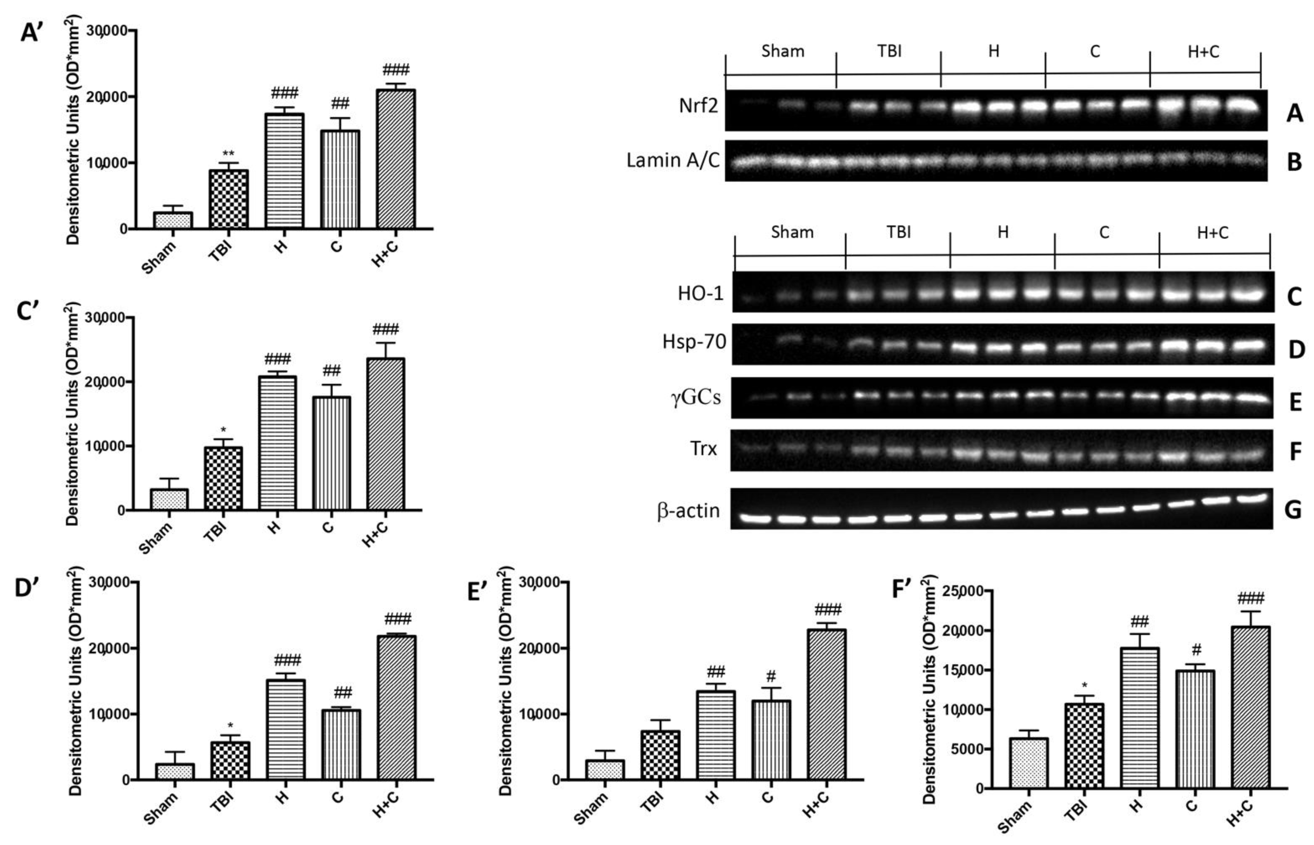 Antioxidants 10 00898 g007 Antioxidants 10 00898 g007