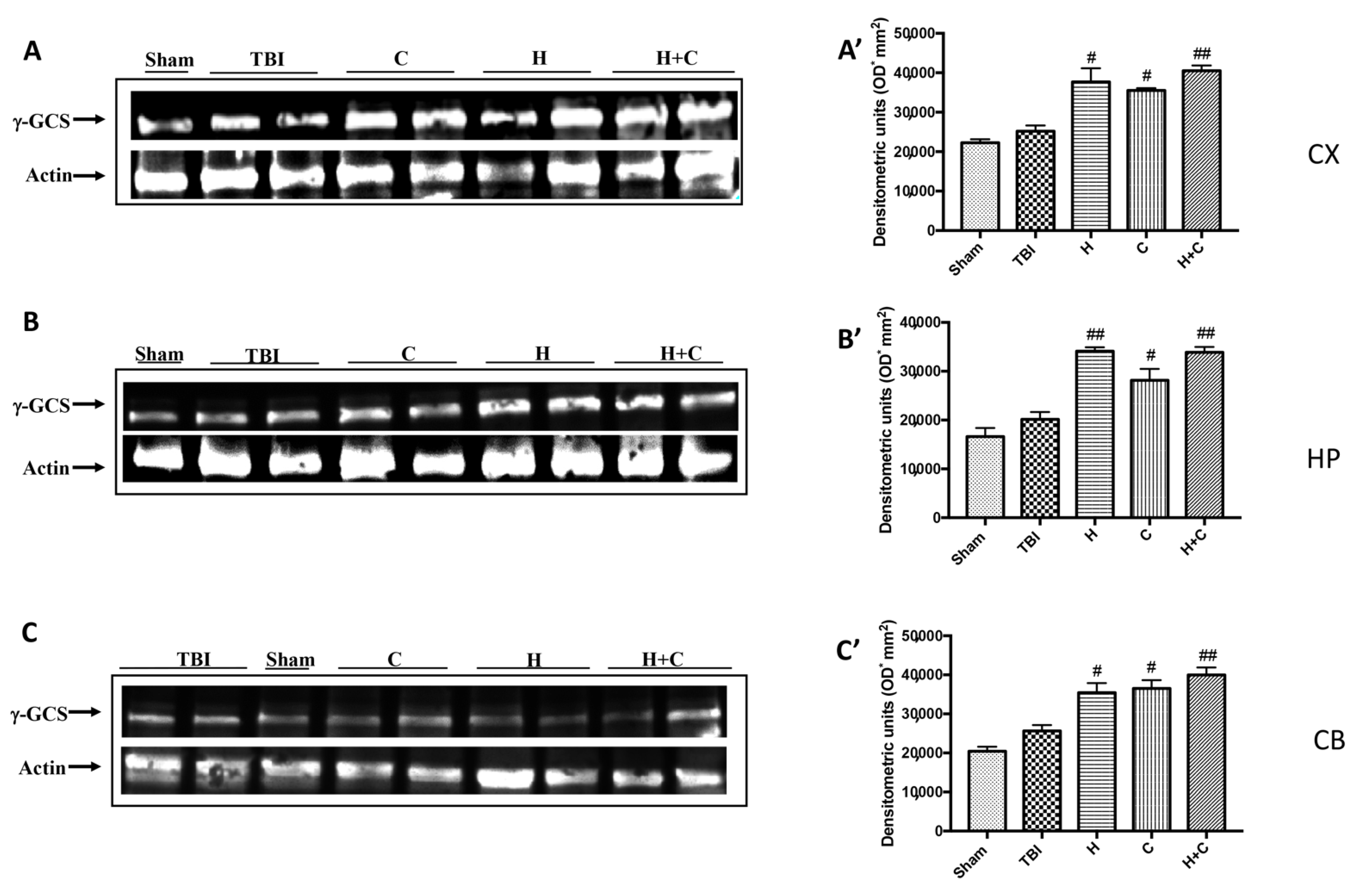 Antioxidants 10 00898 g010 Antioxidants 10 00898 g010