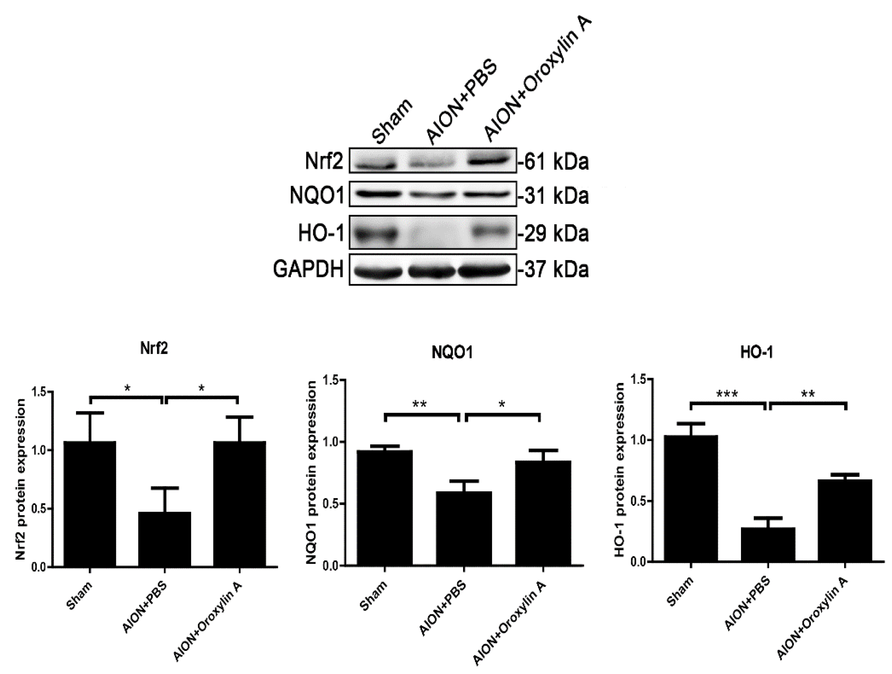 Antioxidants 10 00902 g009