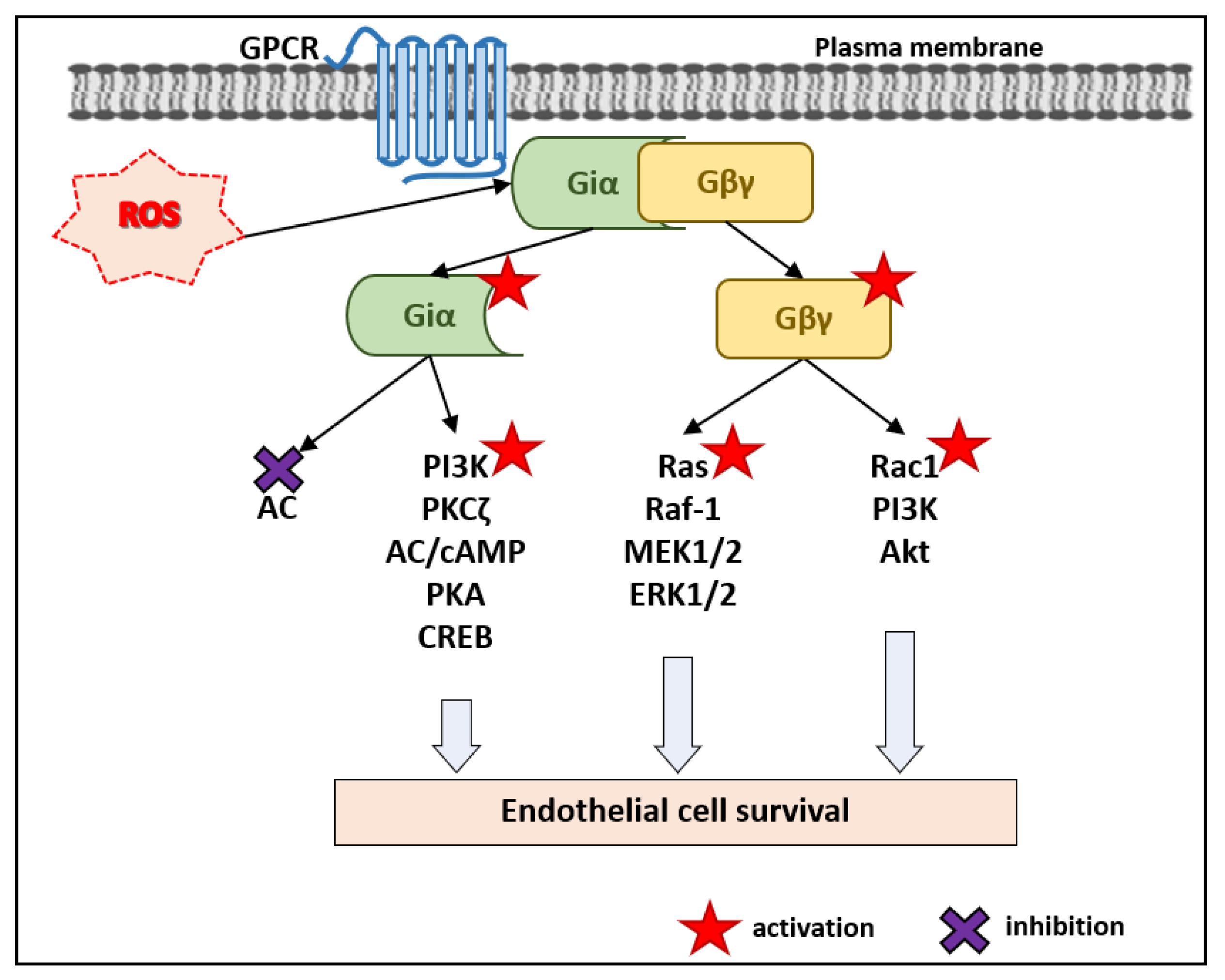 Antioxidants Free FullText Pleiotropic and Potentially Beneficial
