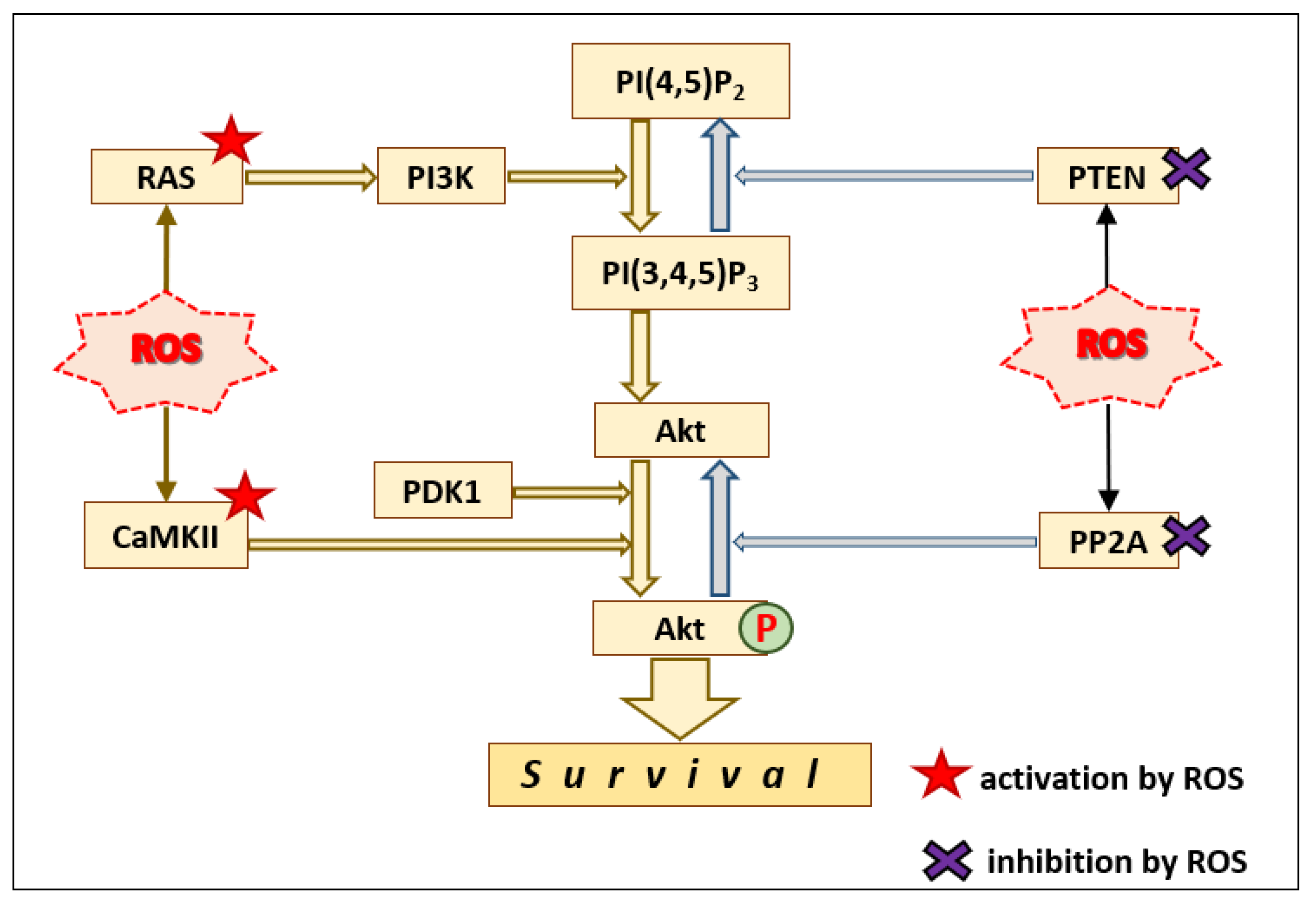 Antioxidants 10 00904 g002