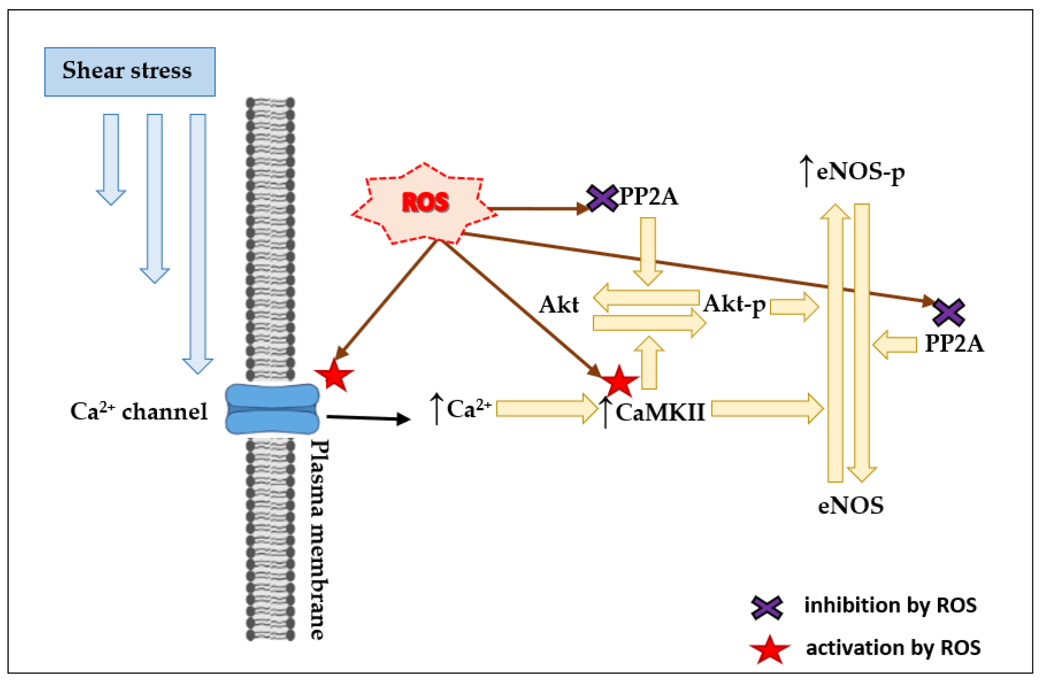 Antioxidants 10 00904 g004