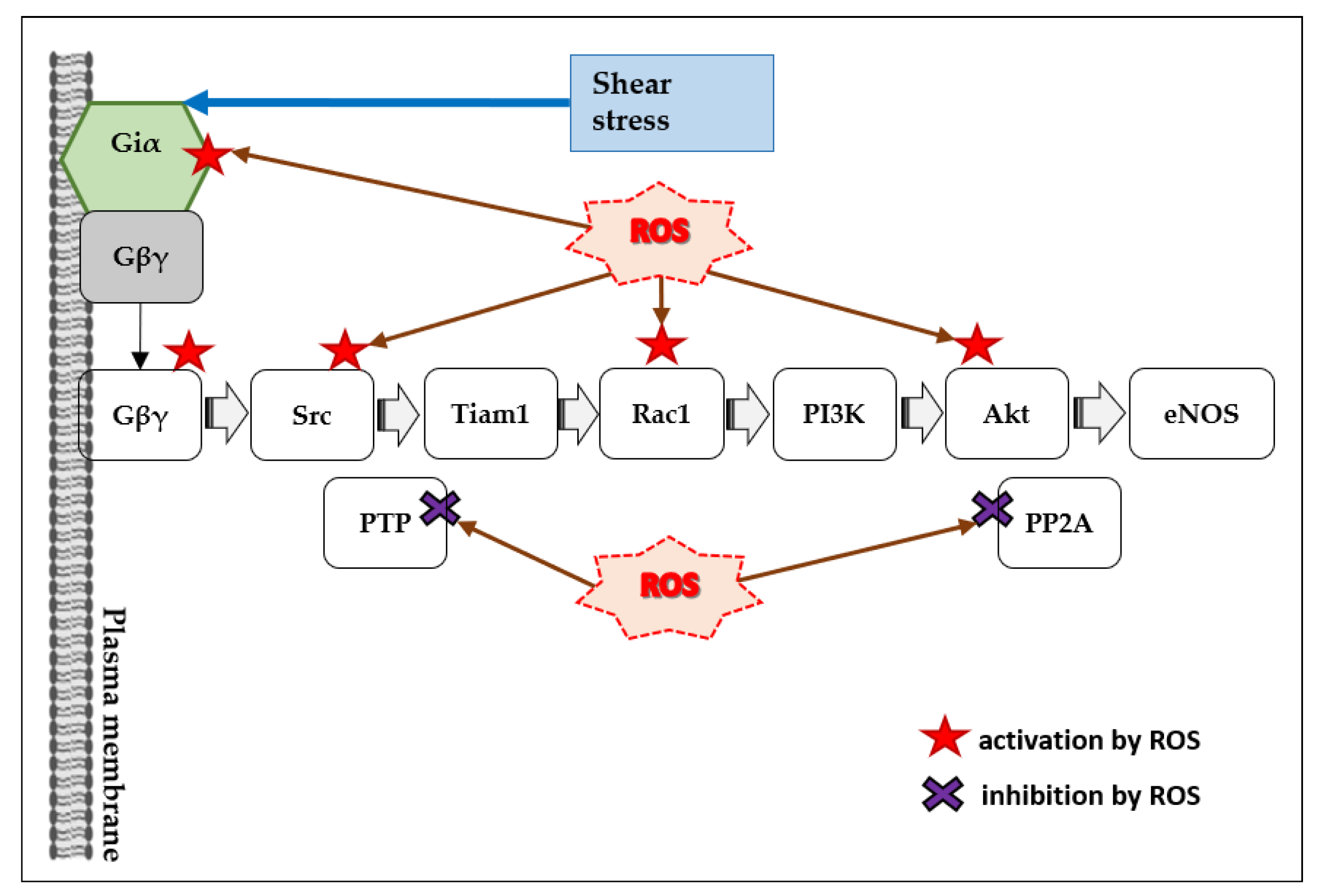 Antioxidants 10 00904 g005