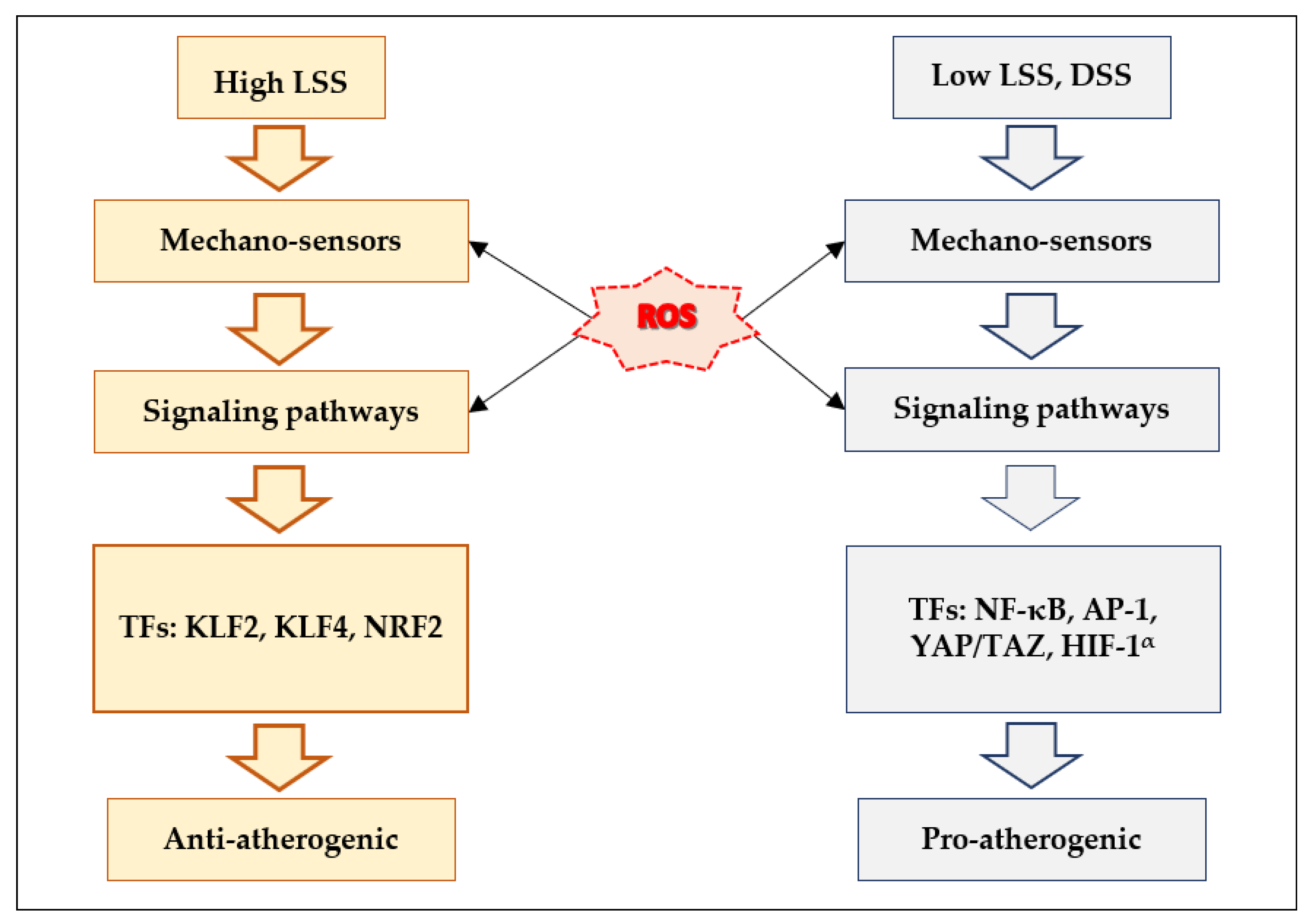 Antioxidants 10 00904 g006