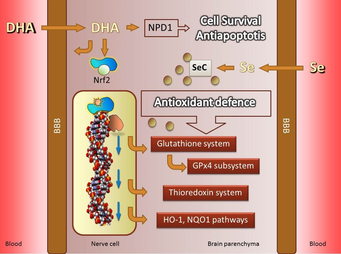 Antioxidants Free FullText DHA and Its Elaborated Modulation of Antioxidant Defenses of the