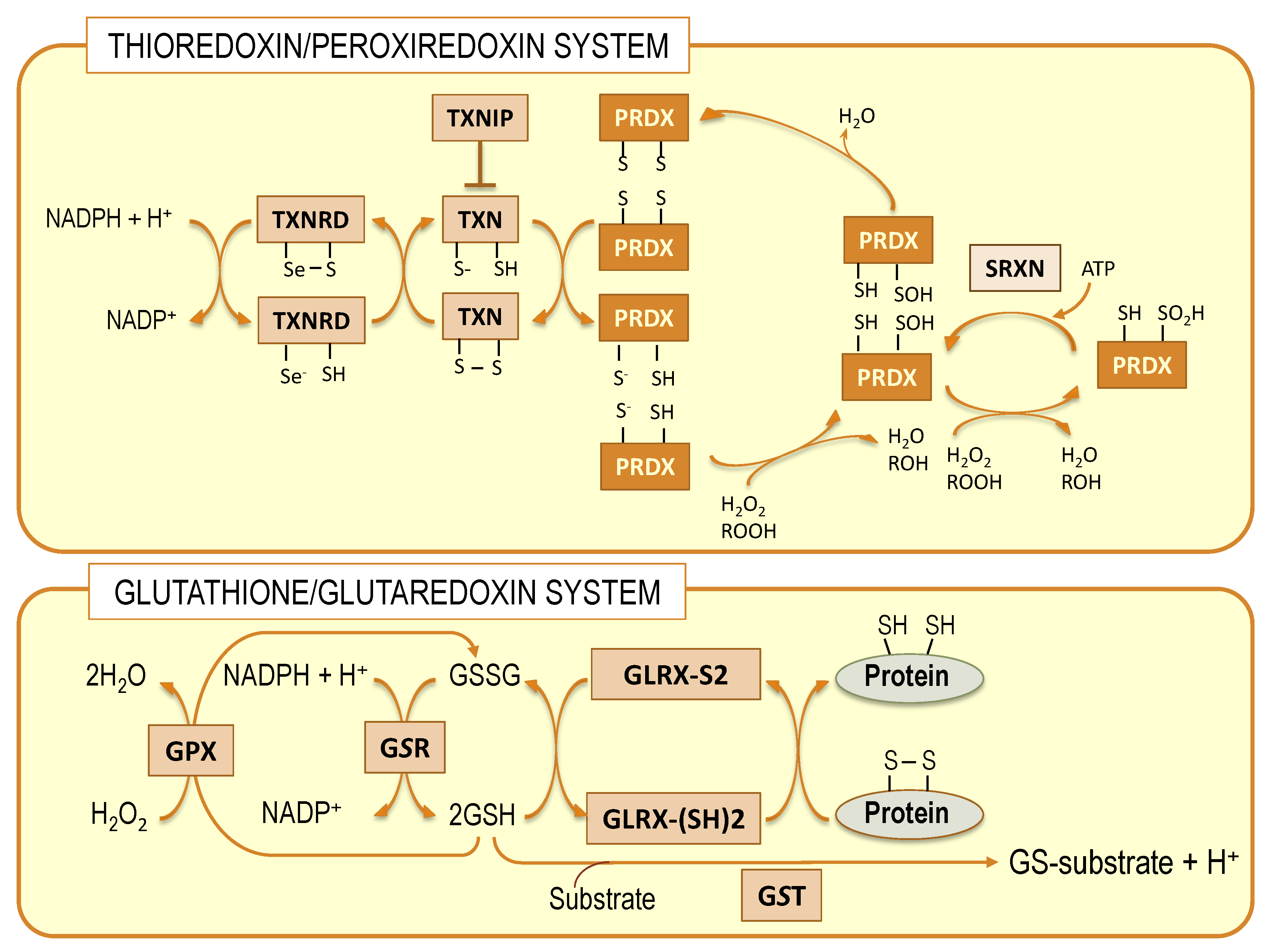Antioxidants 10 00907 g002 Antioxidants 10 00907 g002