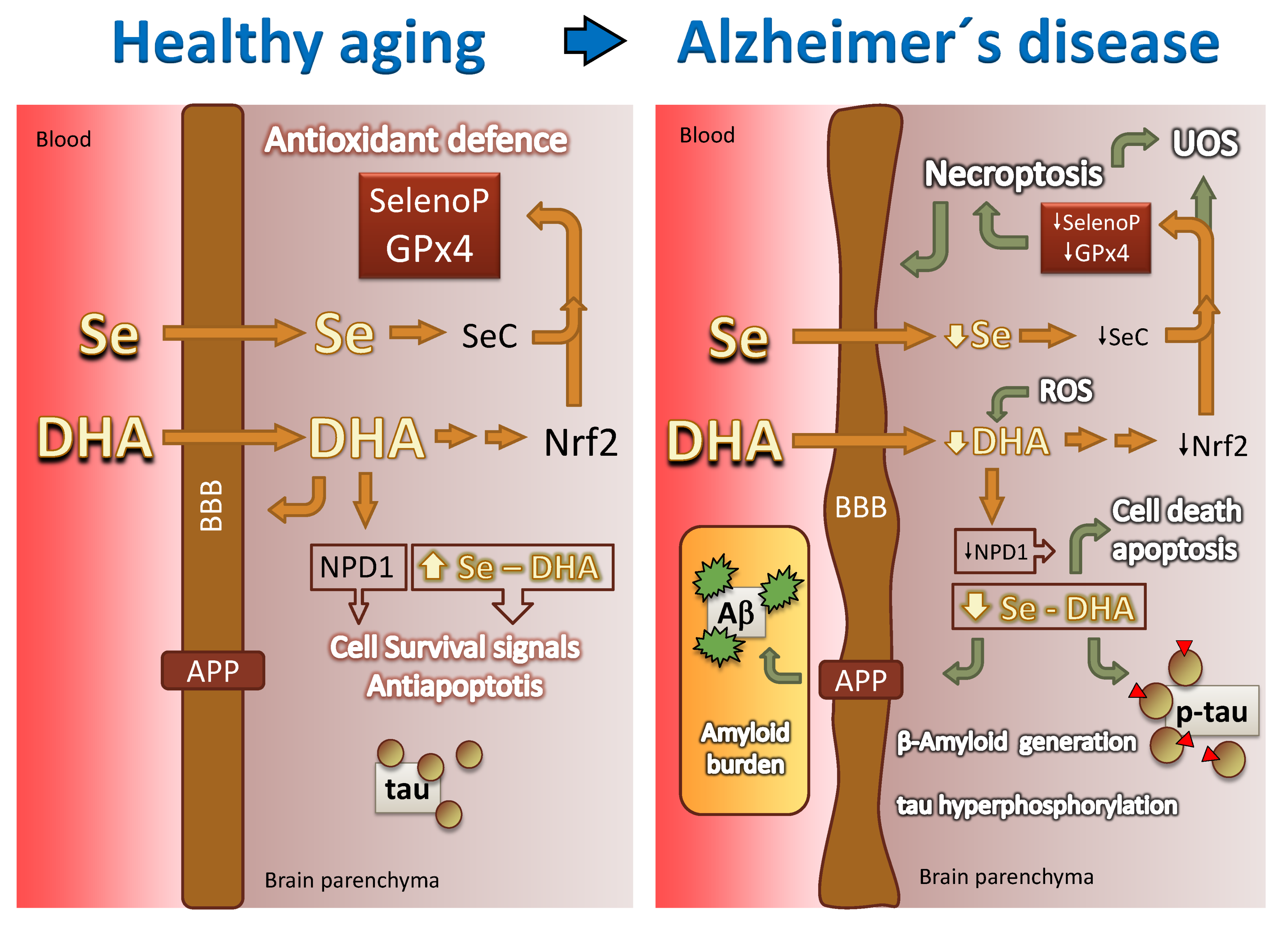 Antioxidants 10 00907 g006 Antioxidants 10 00907 g006