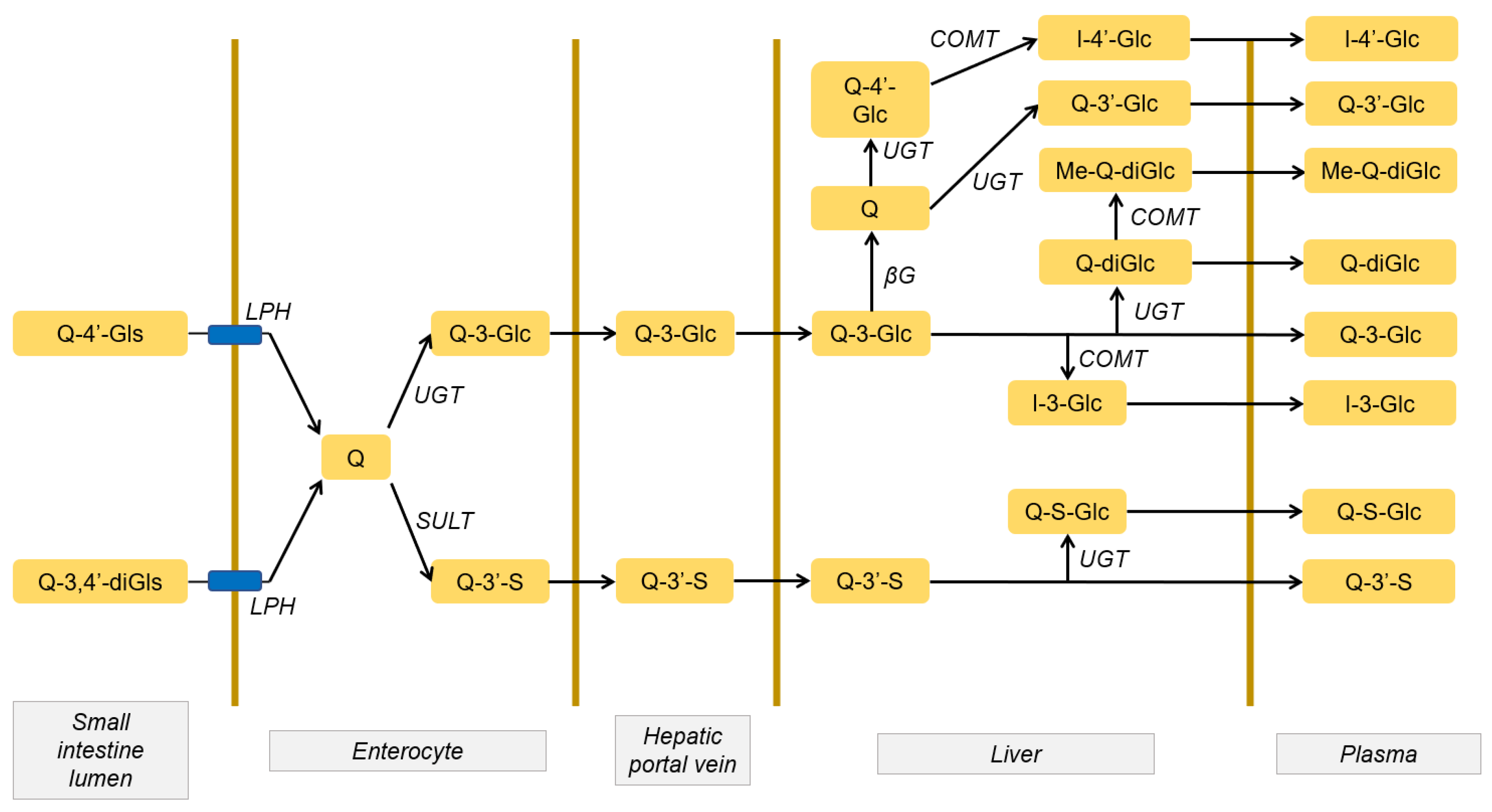 Antioxidants 10 00909 g001 Antioxidants 10 00909 g001