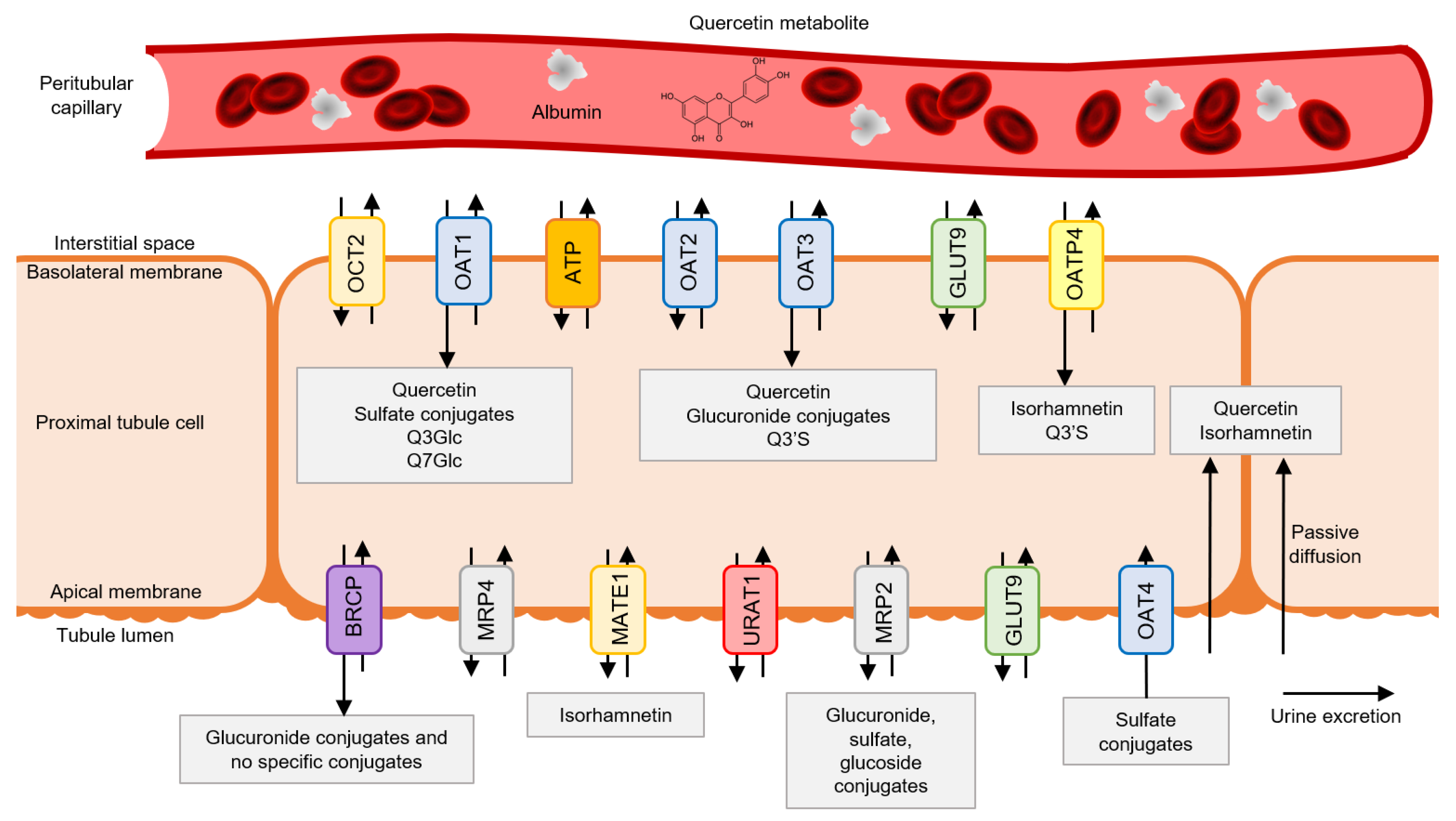 Antioxidants 10 00909 g002 Antioxidants 10 00909 g002