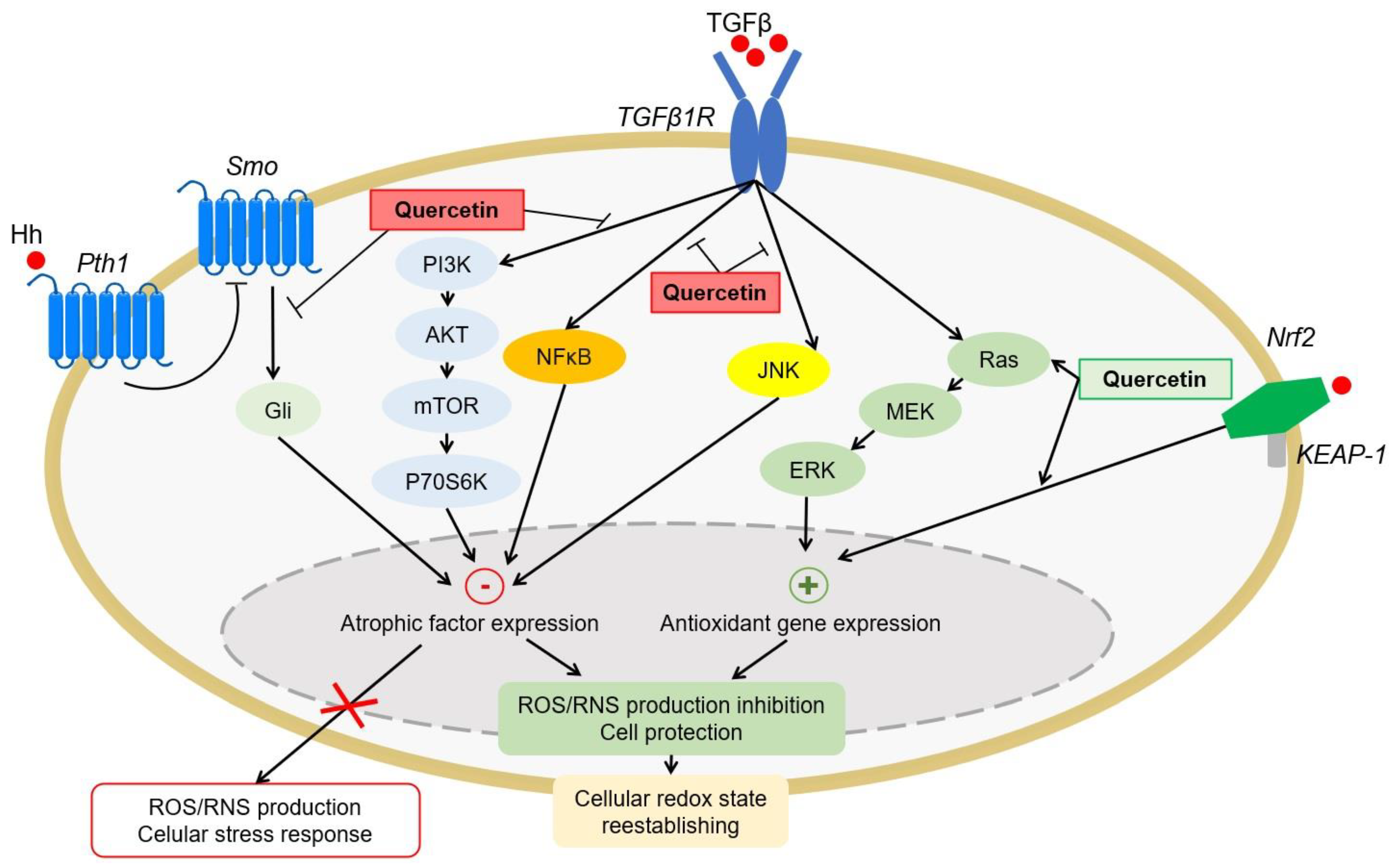 Antioxidants 10 00909 g004 Antioxidants 10 00909 g004