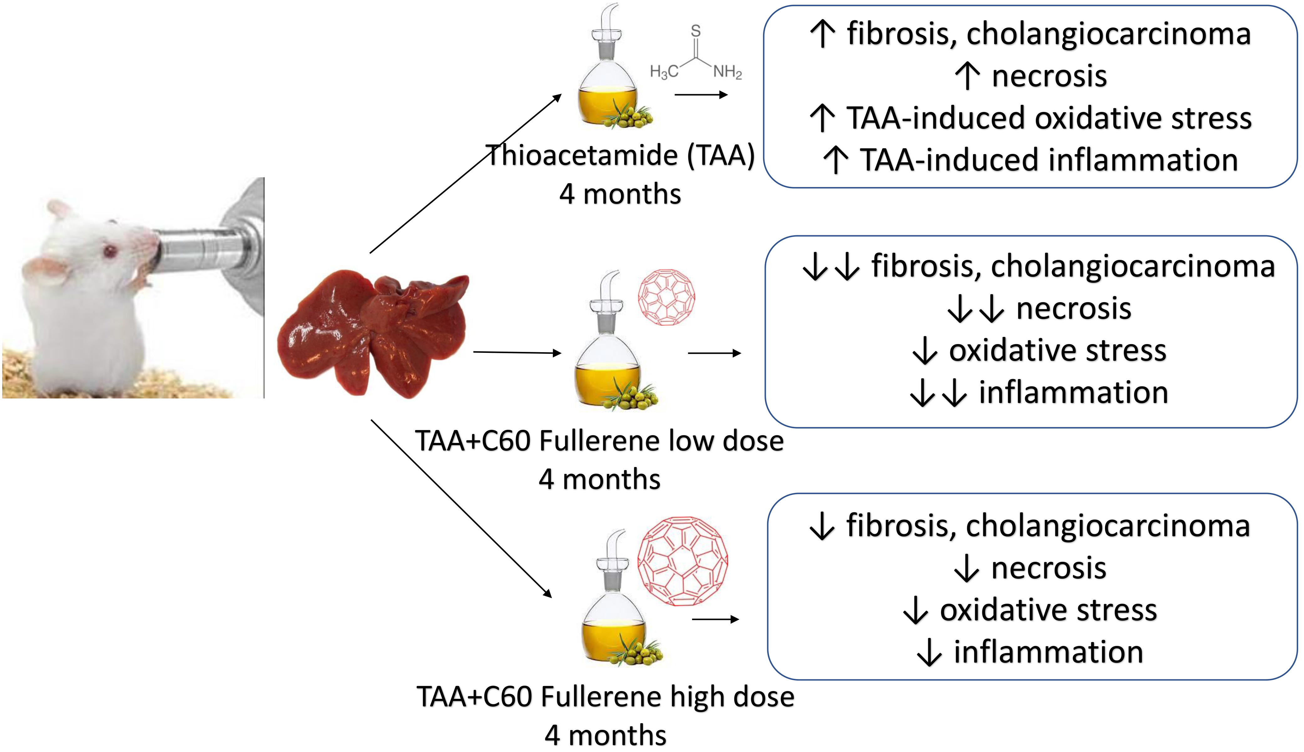 Antioxidants Free FullText Effects of C60 Fullerene on