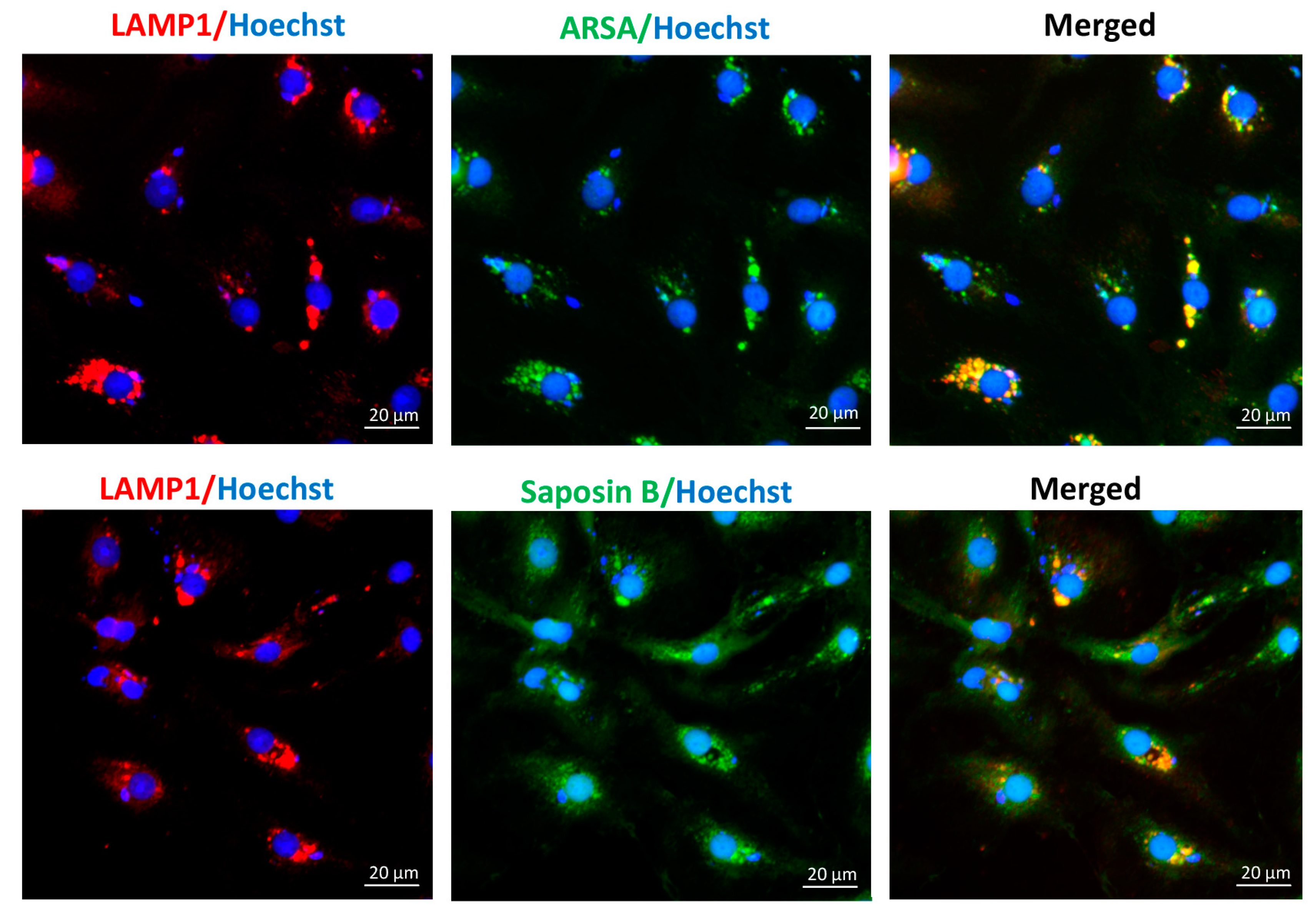 Antioxidants 10 00912 g001