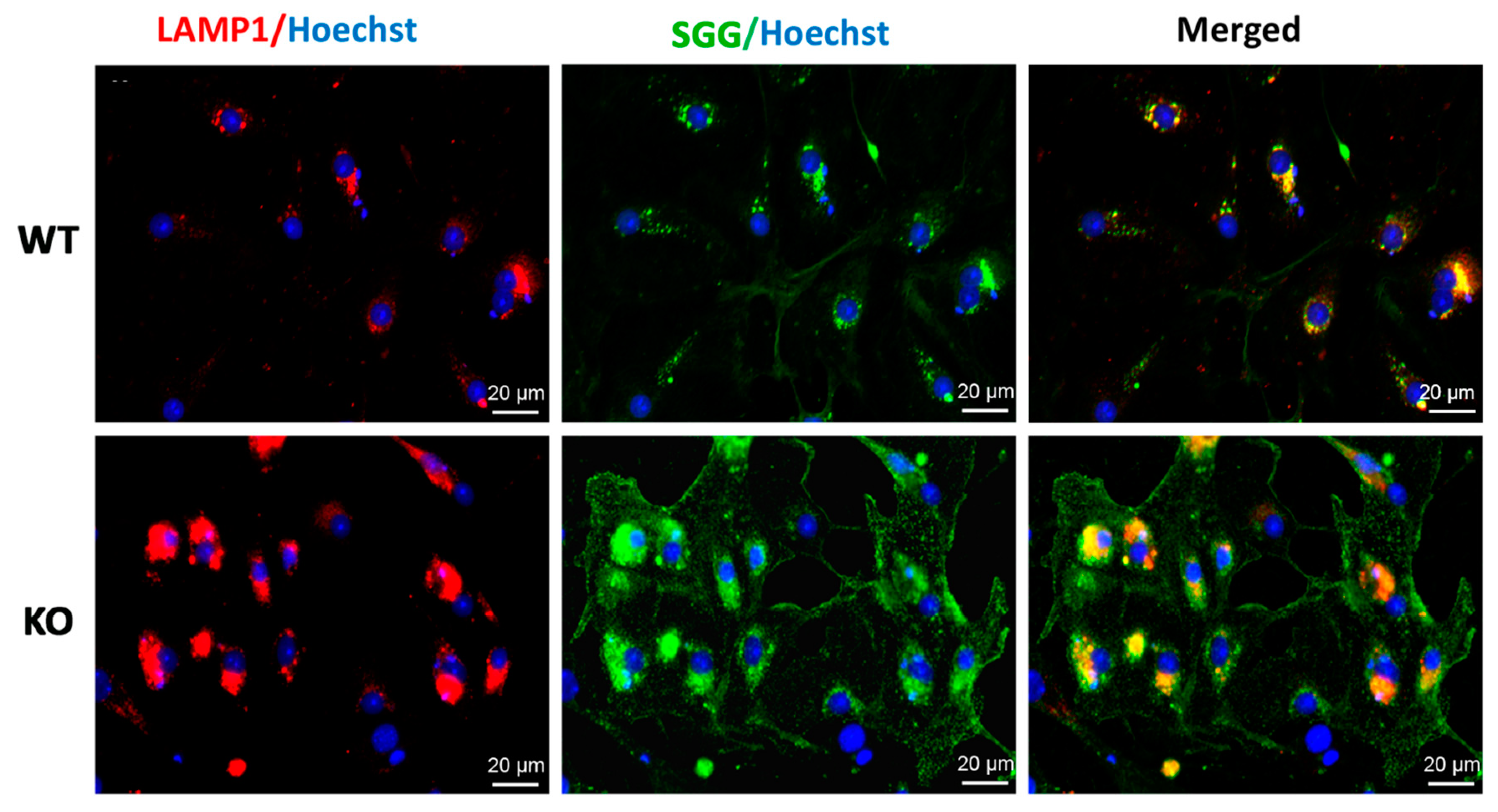 Antioxidants 10 00912 g002