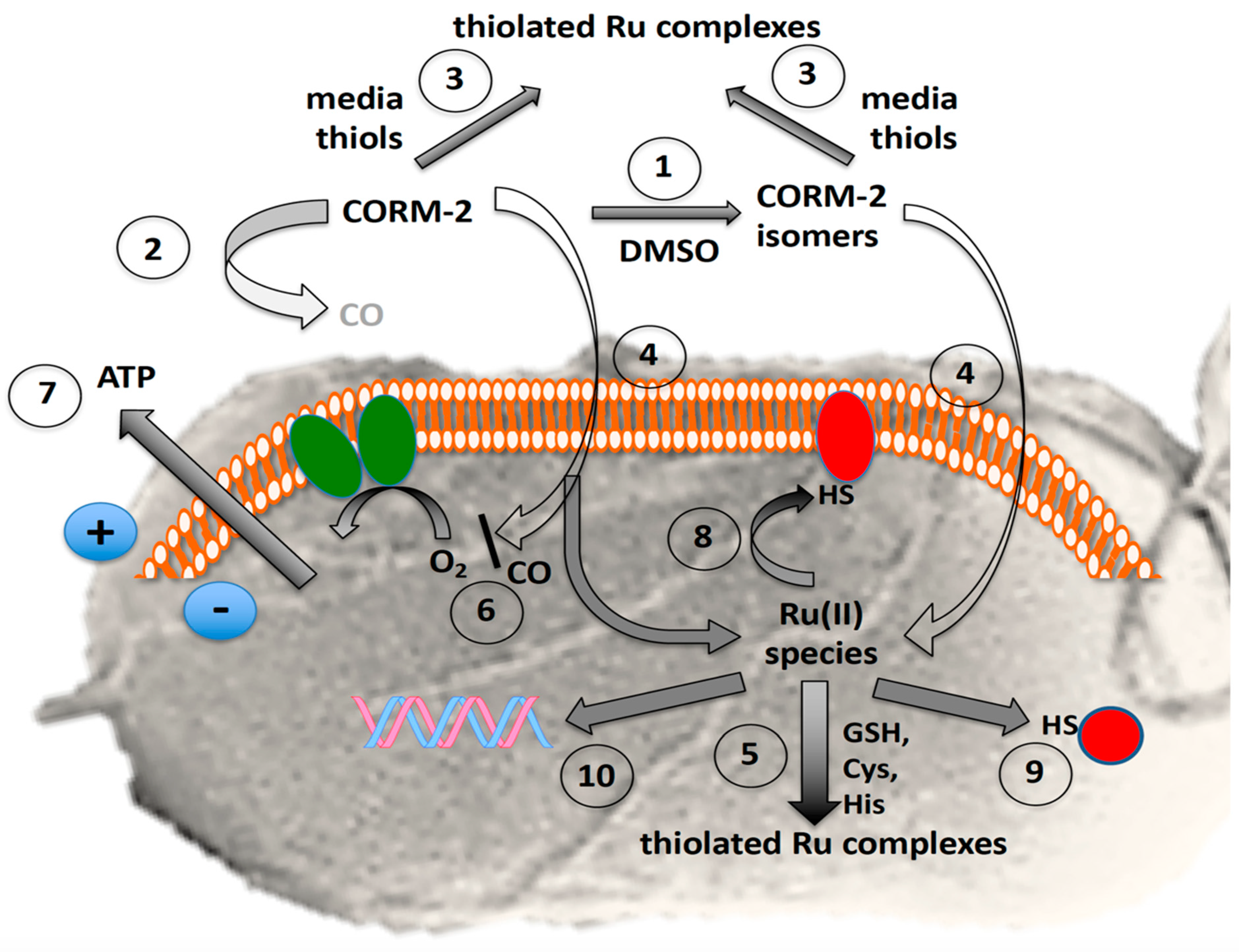 Antioxidants 10 00915 g008