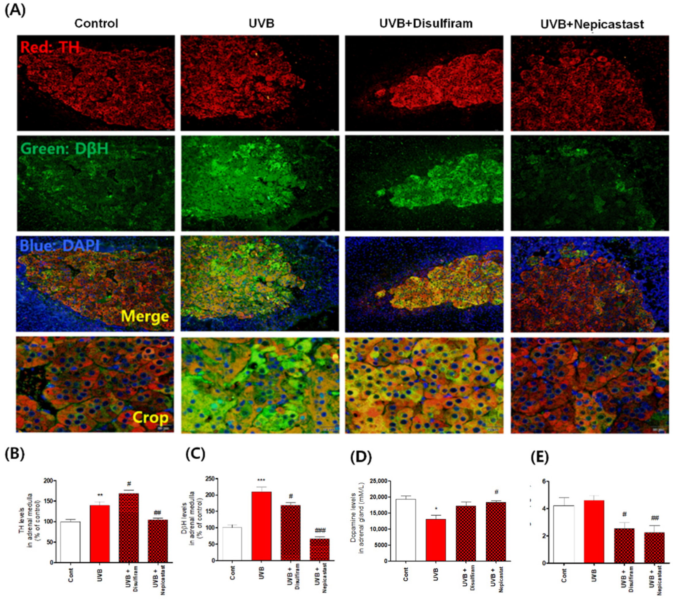Antioxidants 10 00920 g005