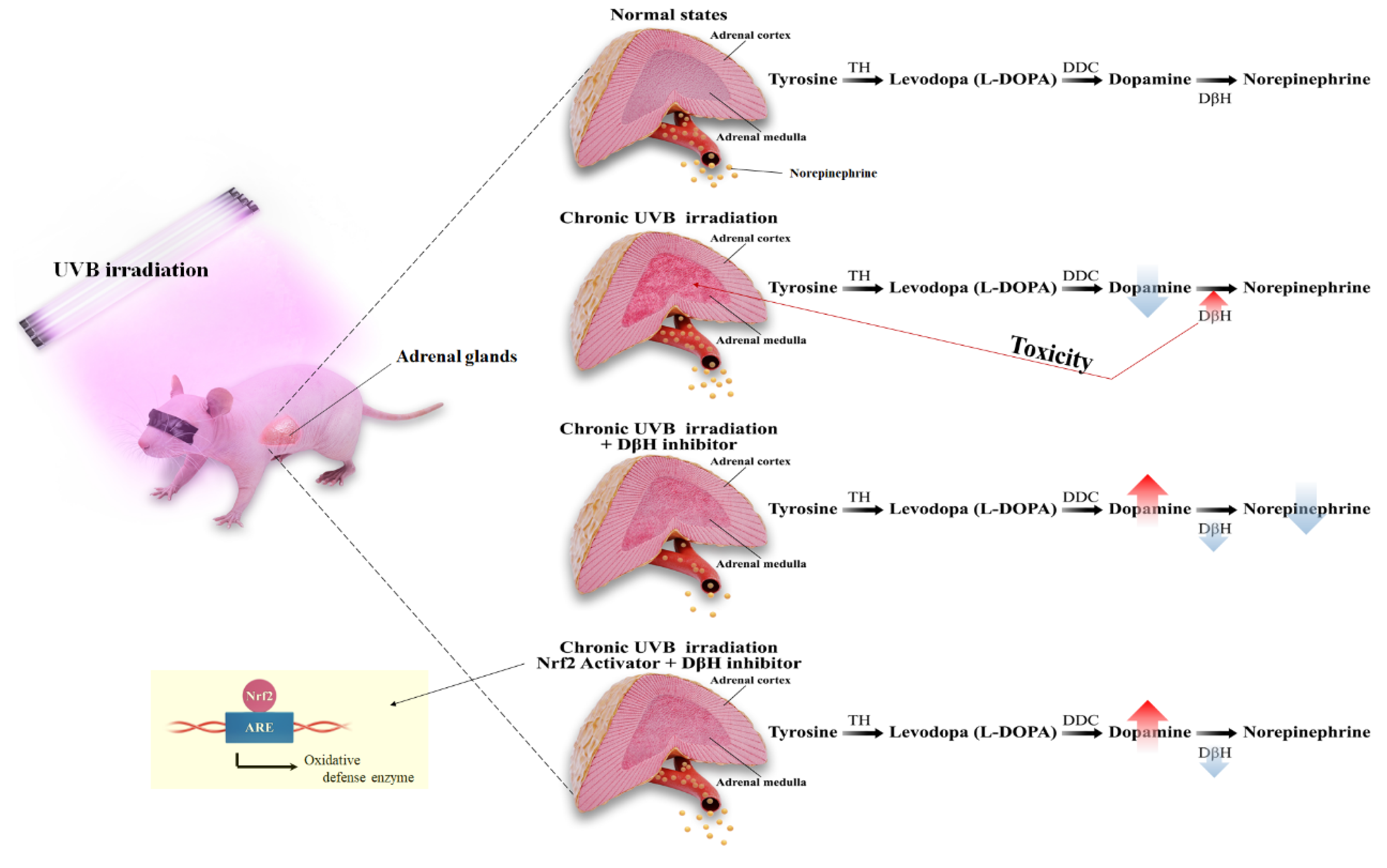 Antioxidants 10 00920 g007