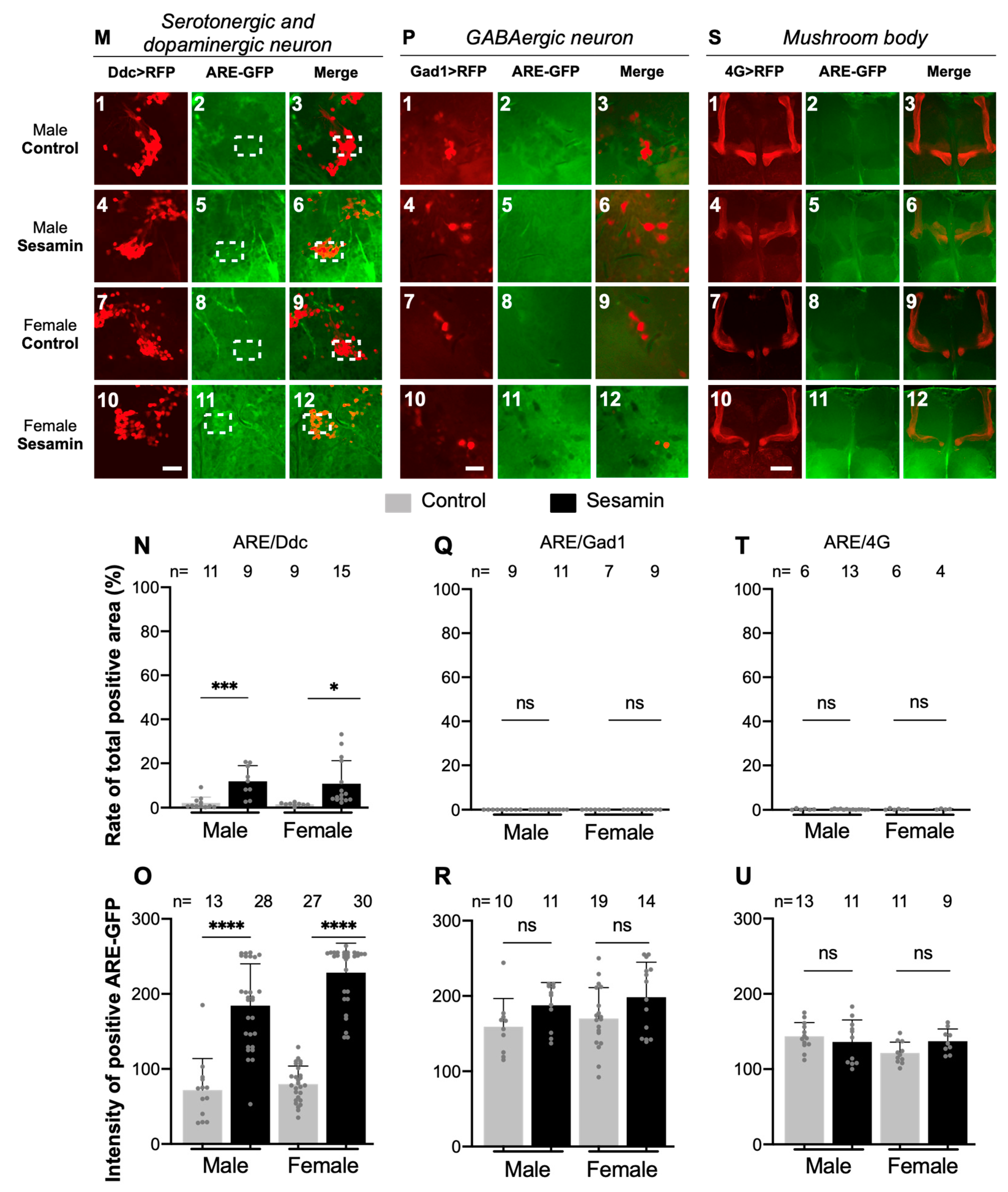 Antioxidants 10 00924 g003b Antioxidants 10 00924 g003b