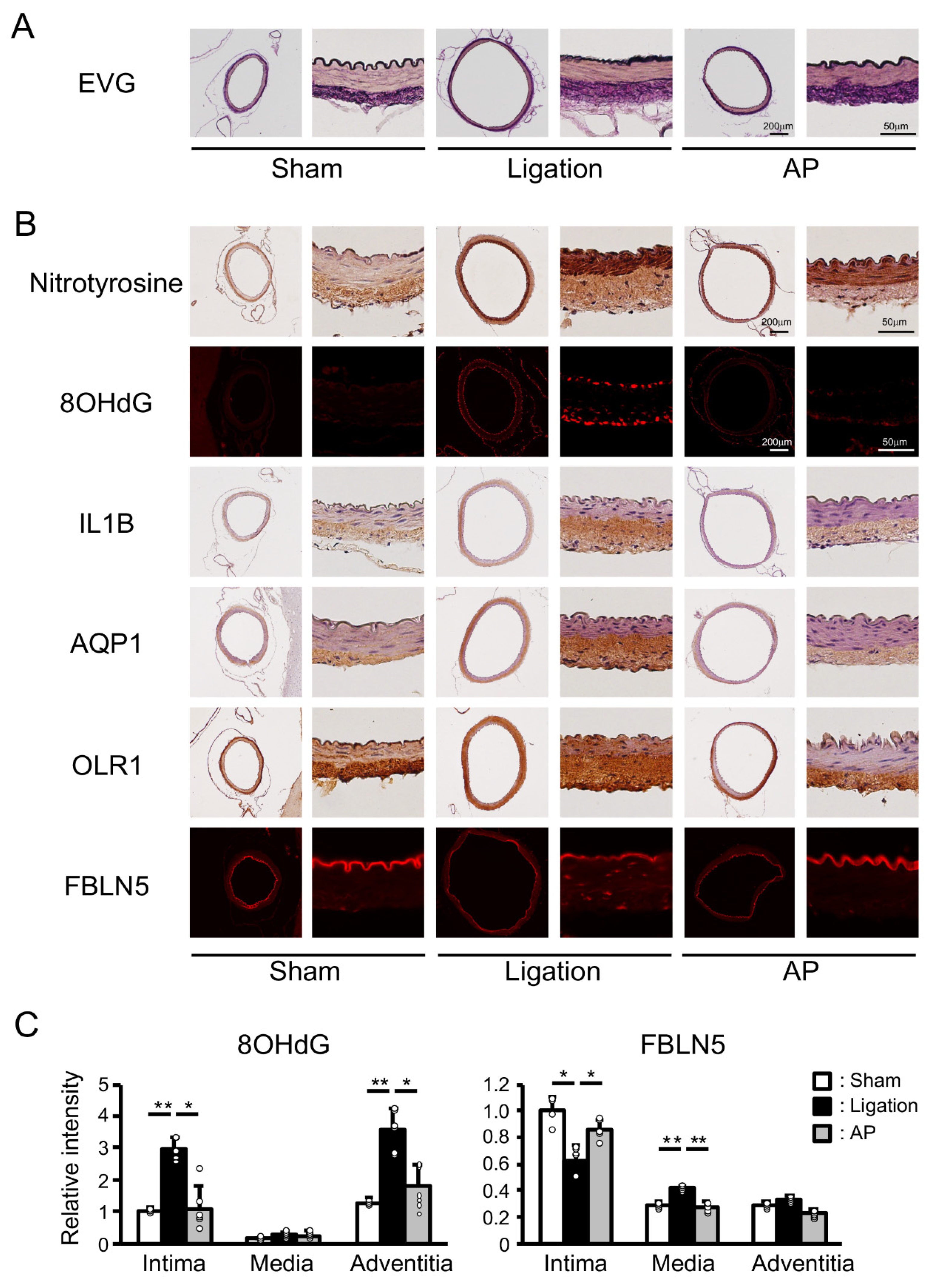 Antioxidants 10 00926 g004 Antioxidants 10 00926 g004