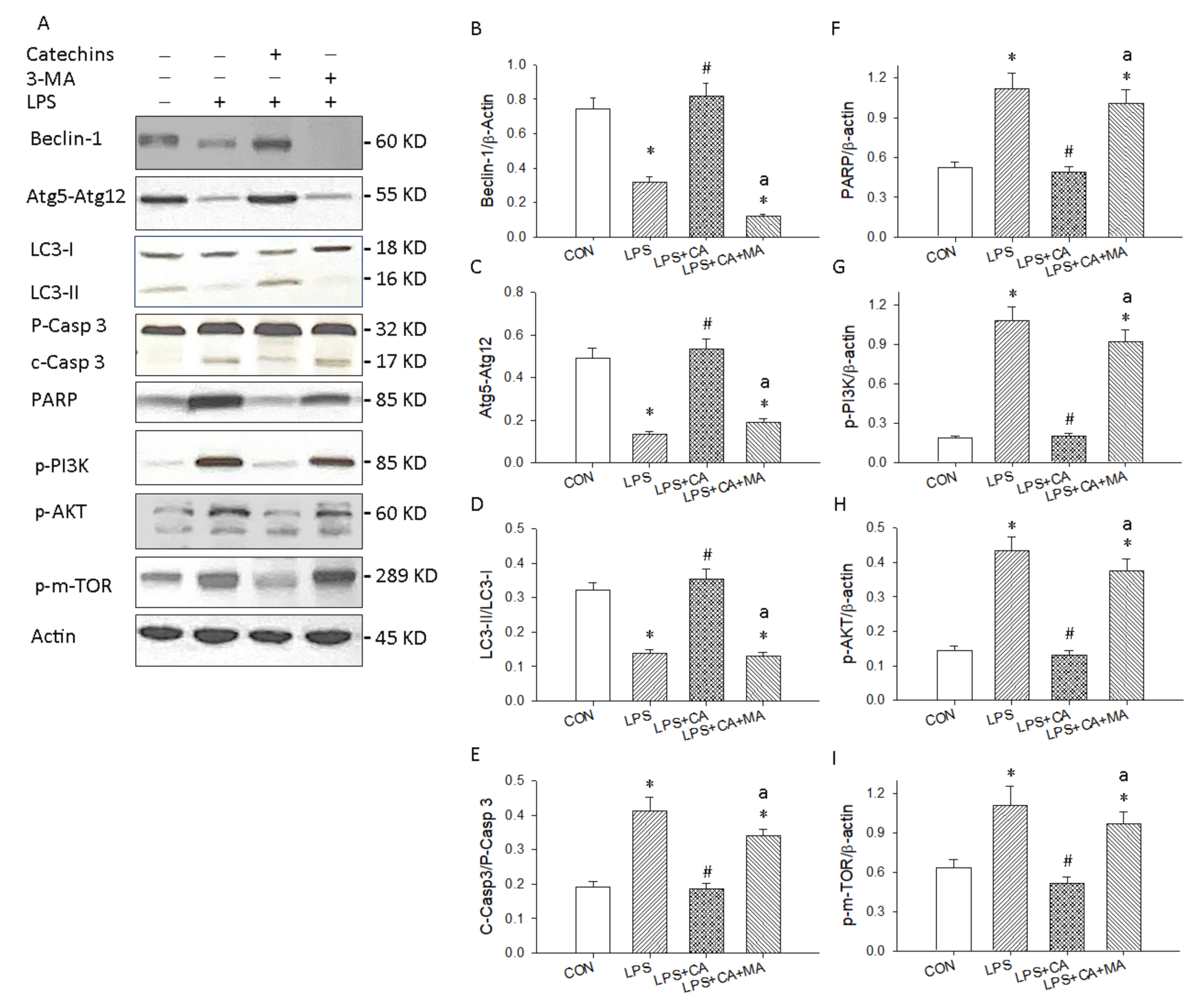 Antioxidants 10 00928 g009