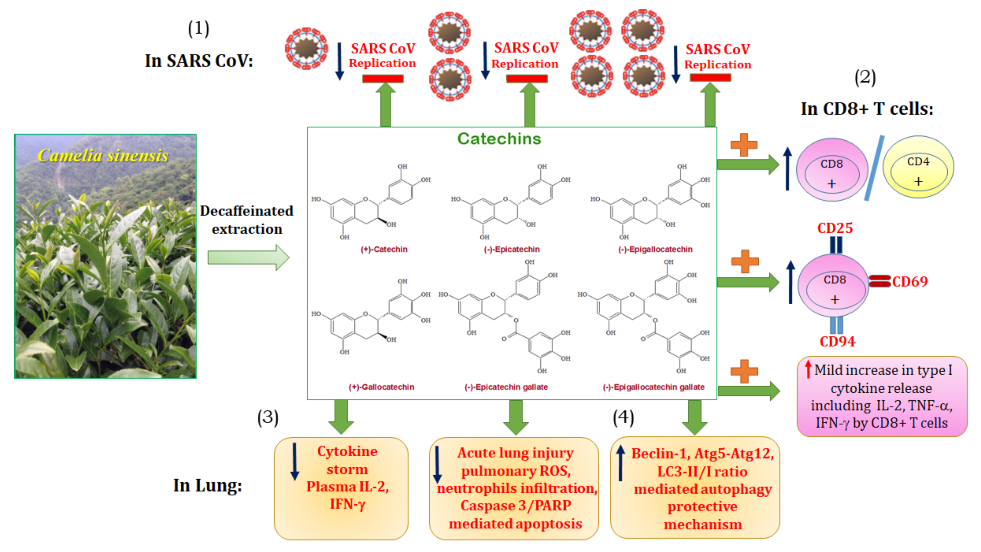 Antioxidants 10 00928 g010