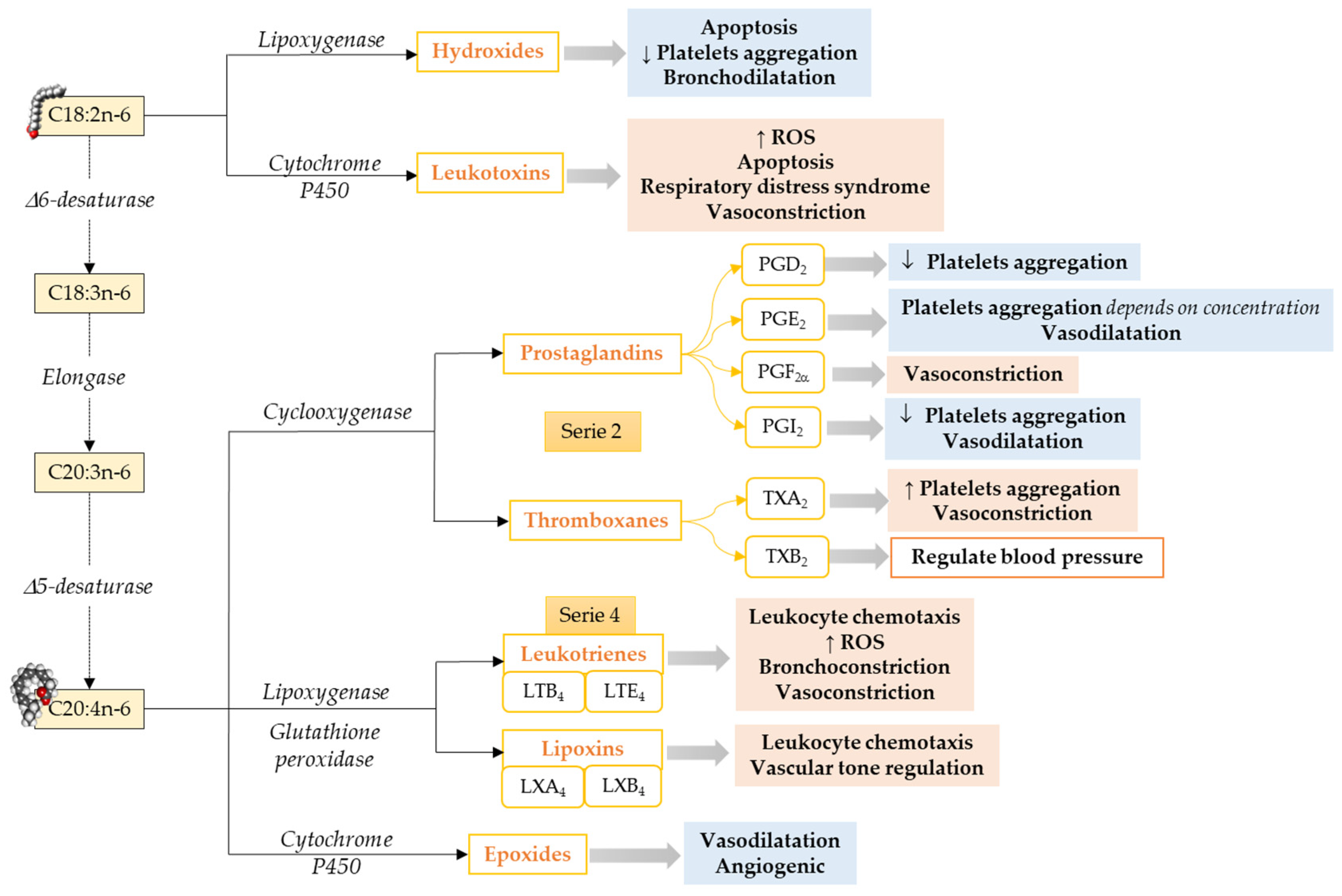 Antioxidants 10 00933 g001 Antioxidants 10 00933 g001