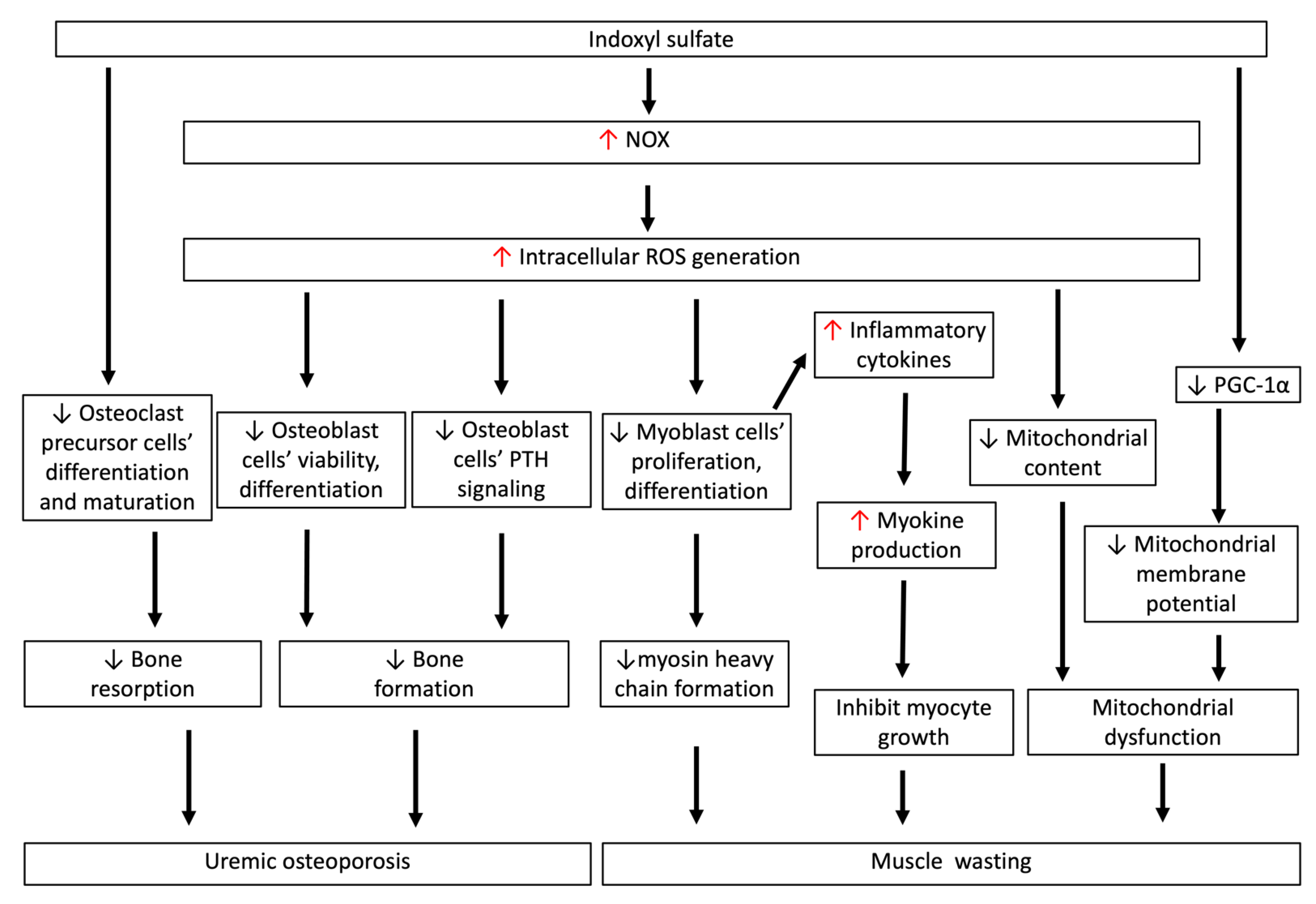 Antioxidants 10 00936 g004