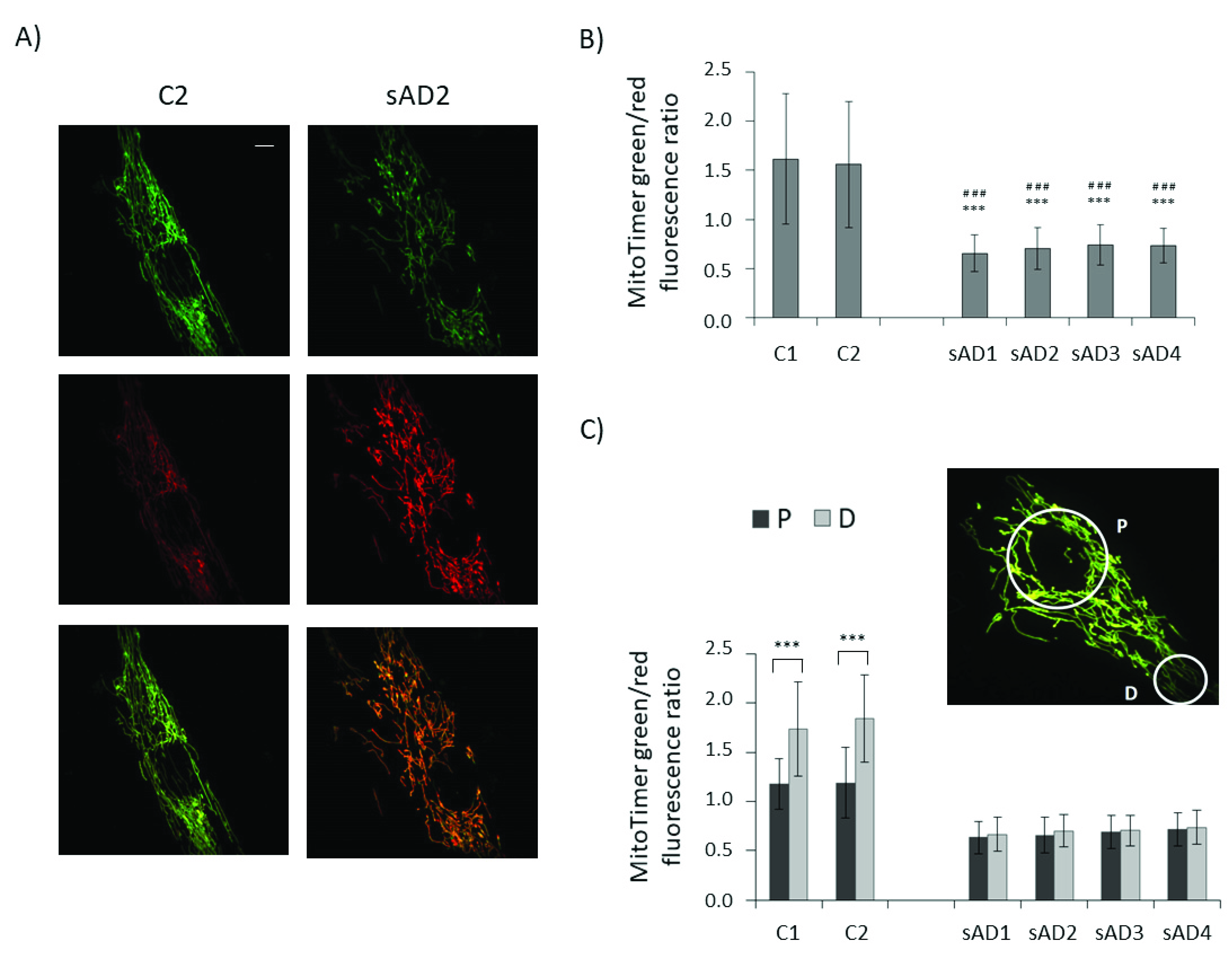 Antioxidants 10 00938 g004 Antioxidants 10 00938 g004