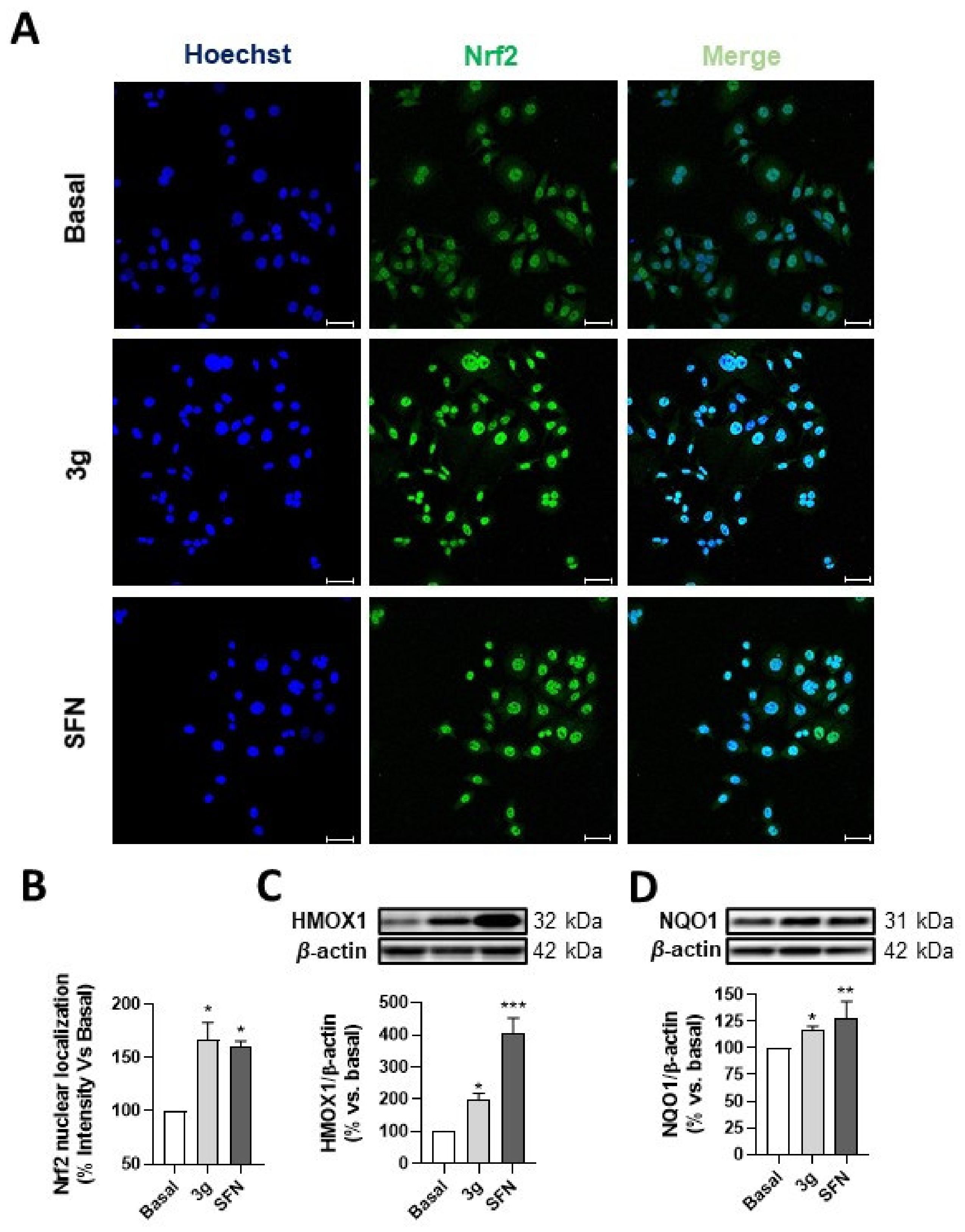 Antioxidants 10 00941 g004 Antioxidants 10 00941 g004