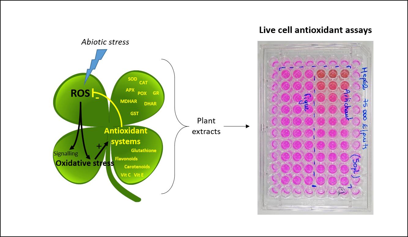 Antioxidants Free FullText Live Cell Assays for the Assessment of