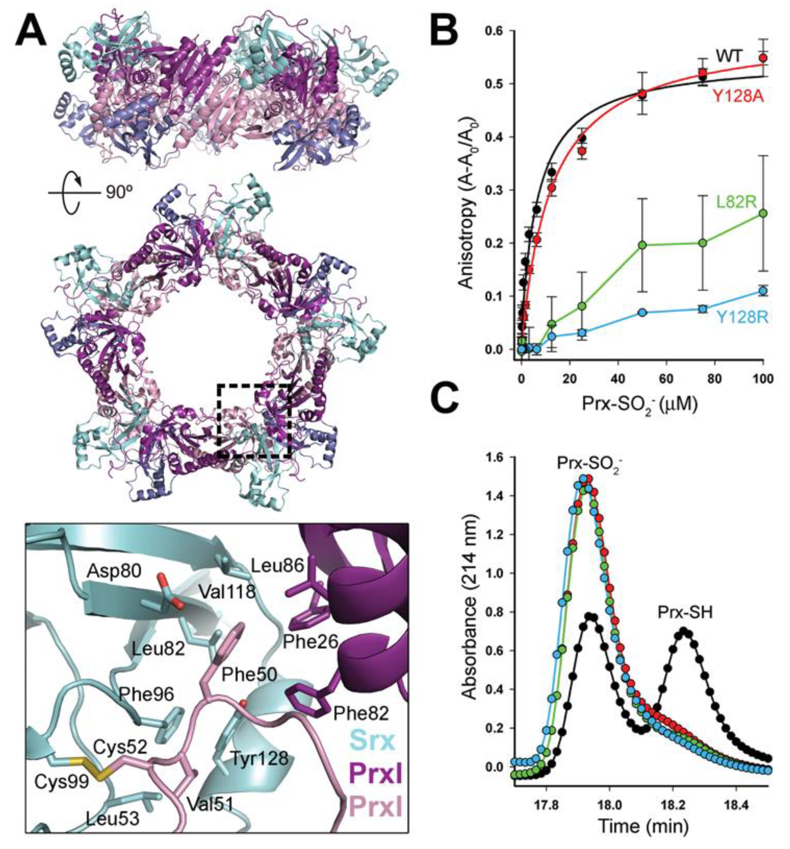 Antioxidants 10 00946 g003 Antioxidants 10 00946 g003