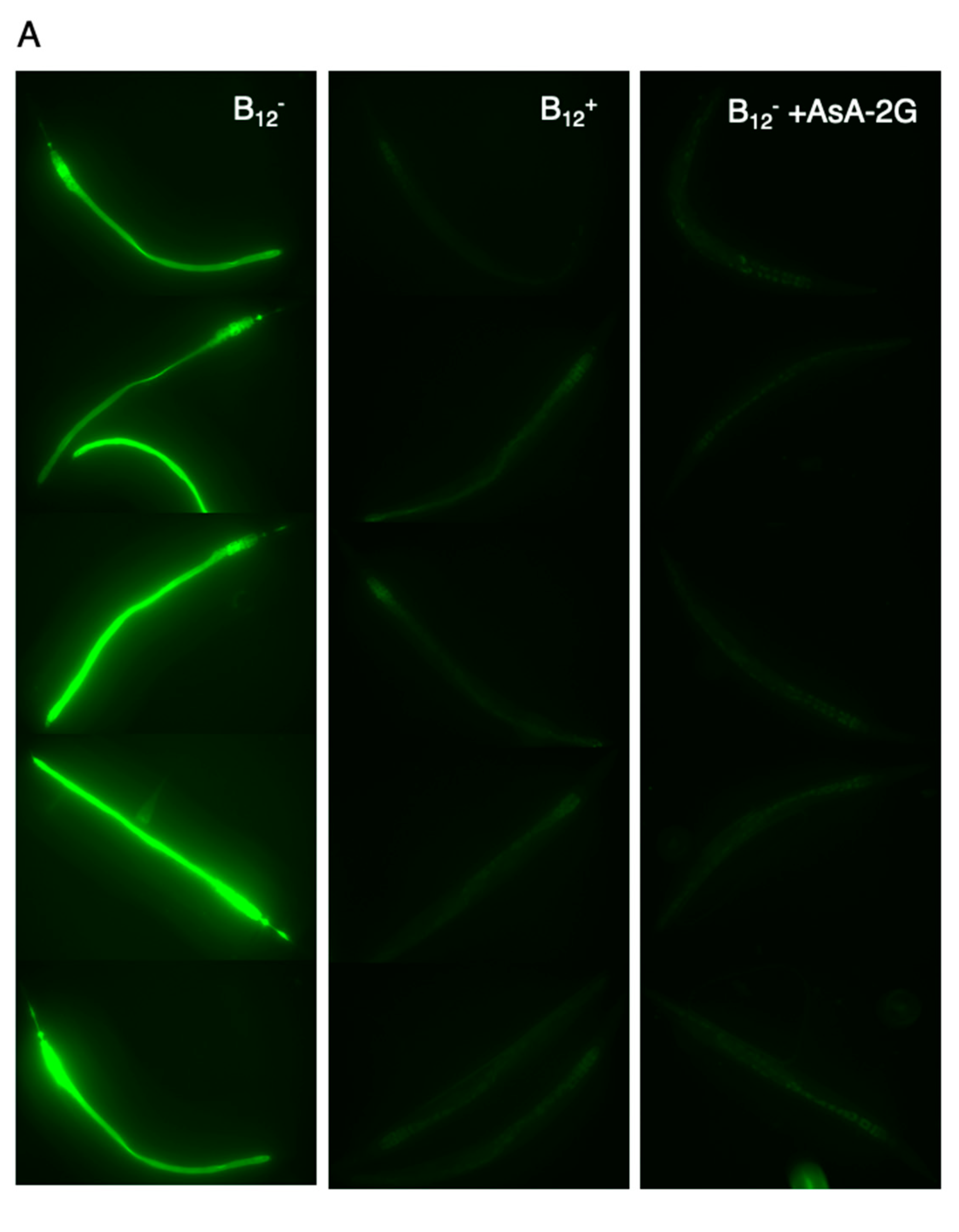 Antioxidants 10 00962 g006a Antioxidants 10 00962 g006a