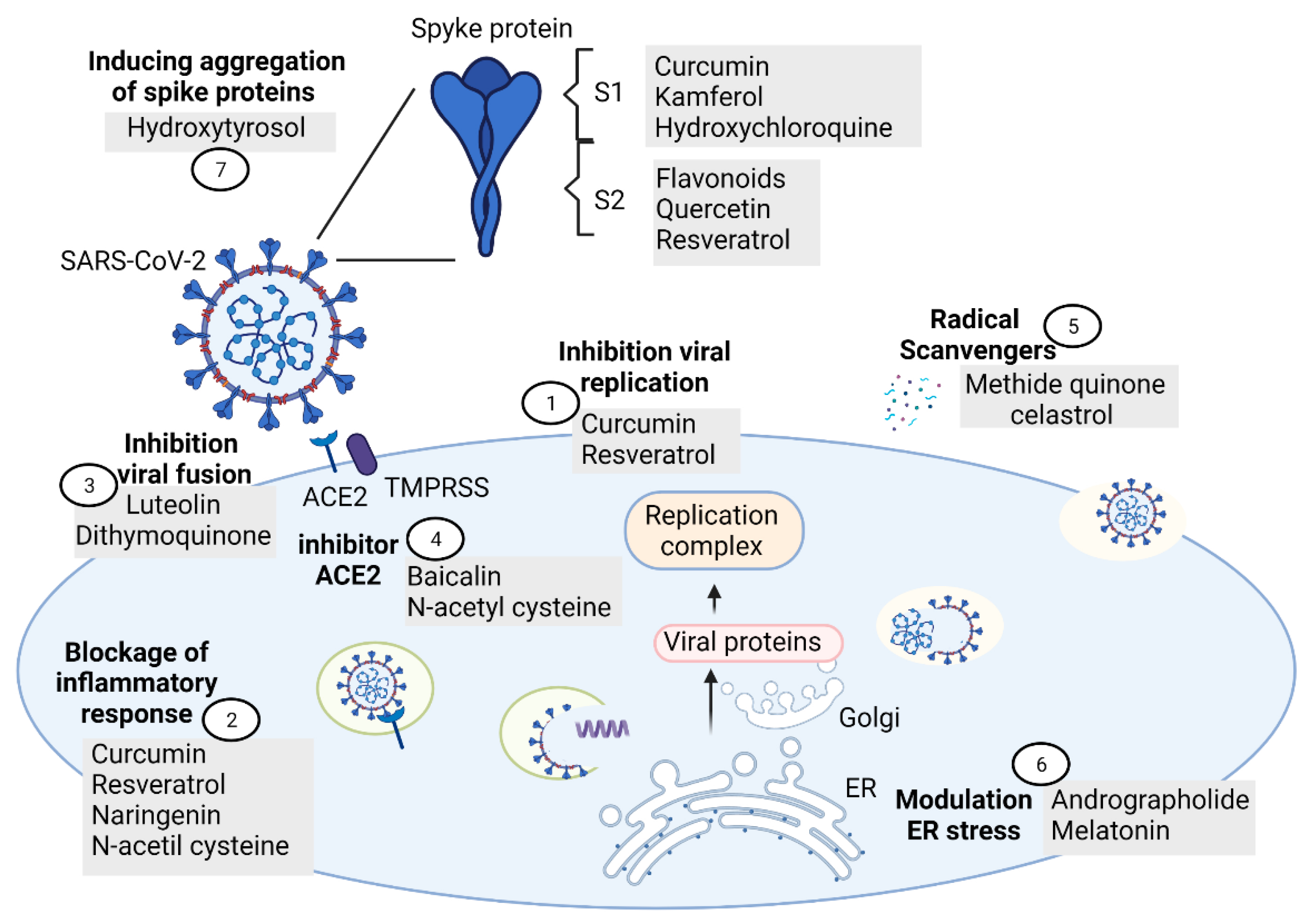 Antioxidants 10 00971 g002