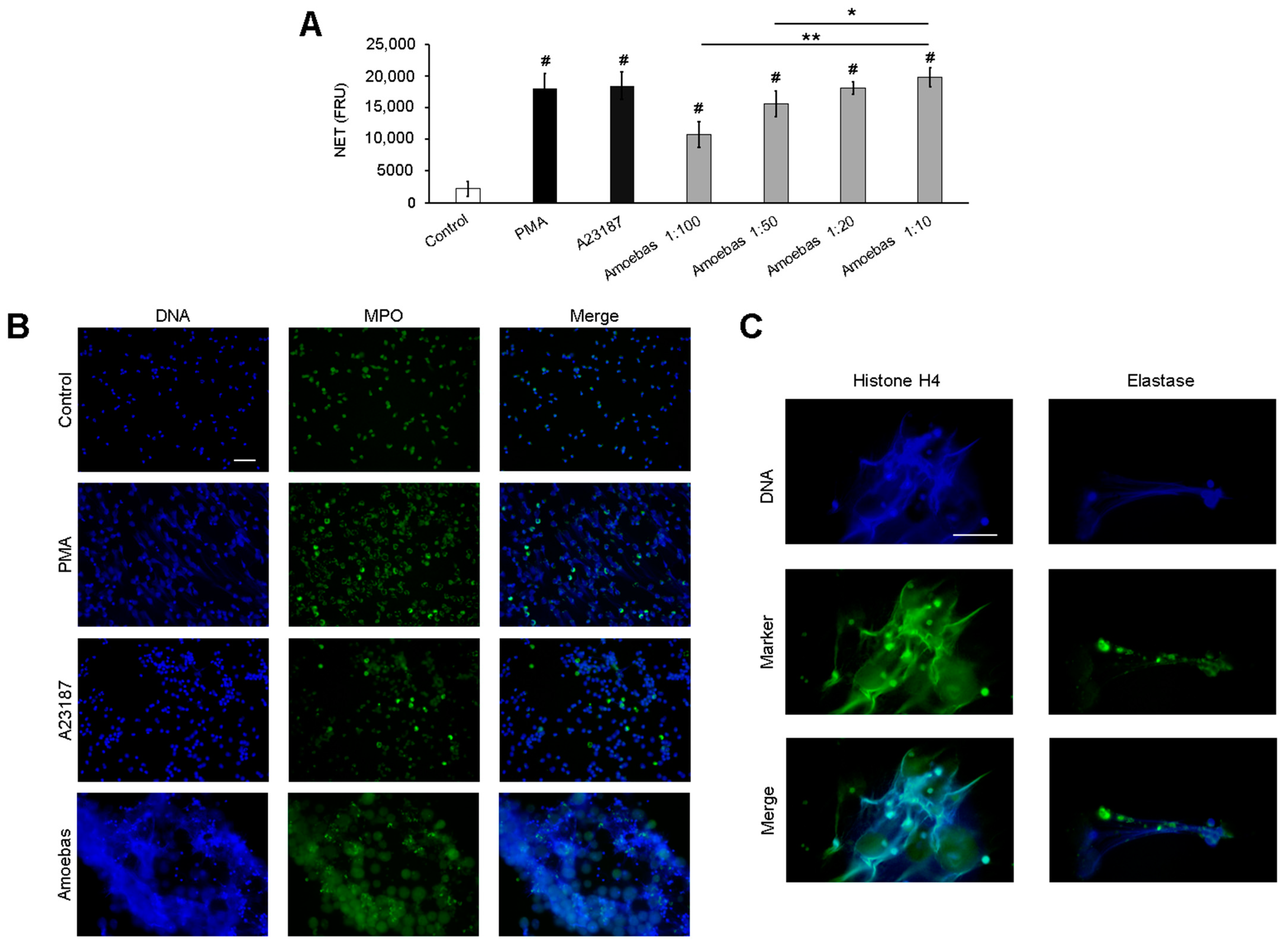 Antioxidants 10 00974 g001 Antioxidants 10 00974 g001