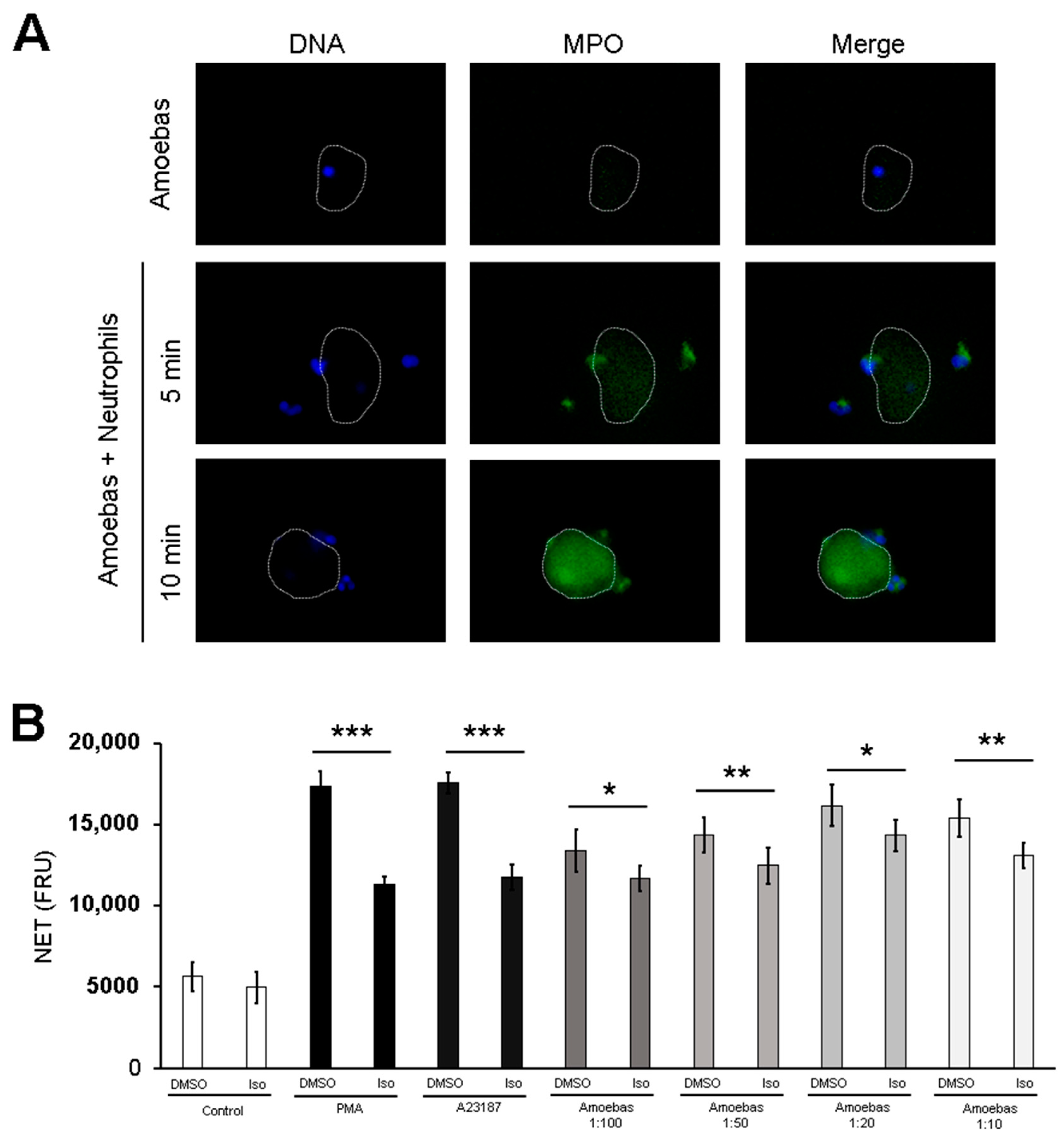 Antioxidants 10 00974 g008 Antioxidants 10 00974 g008