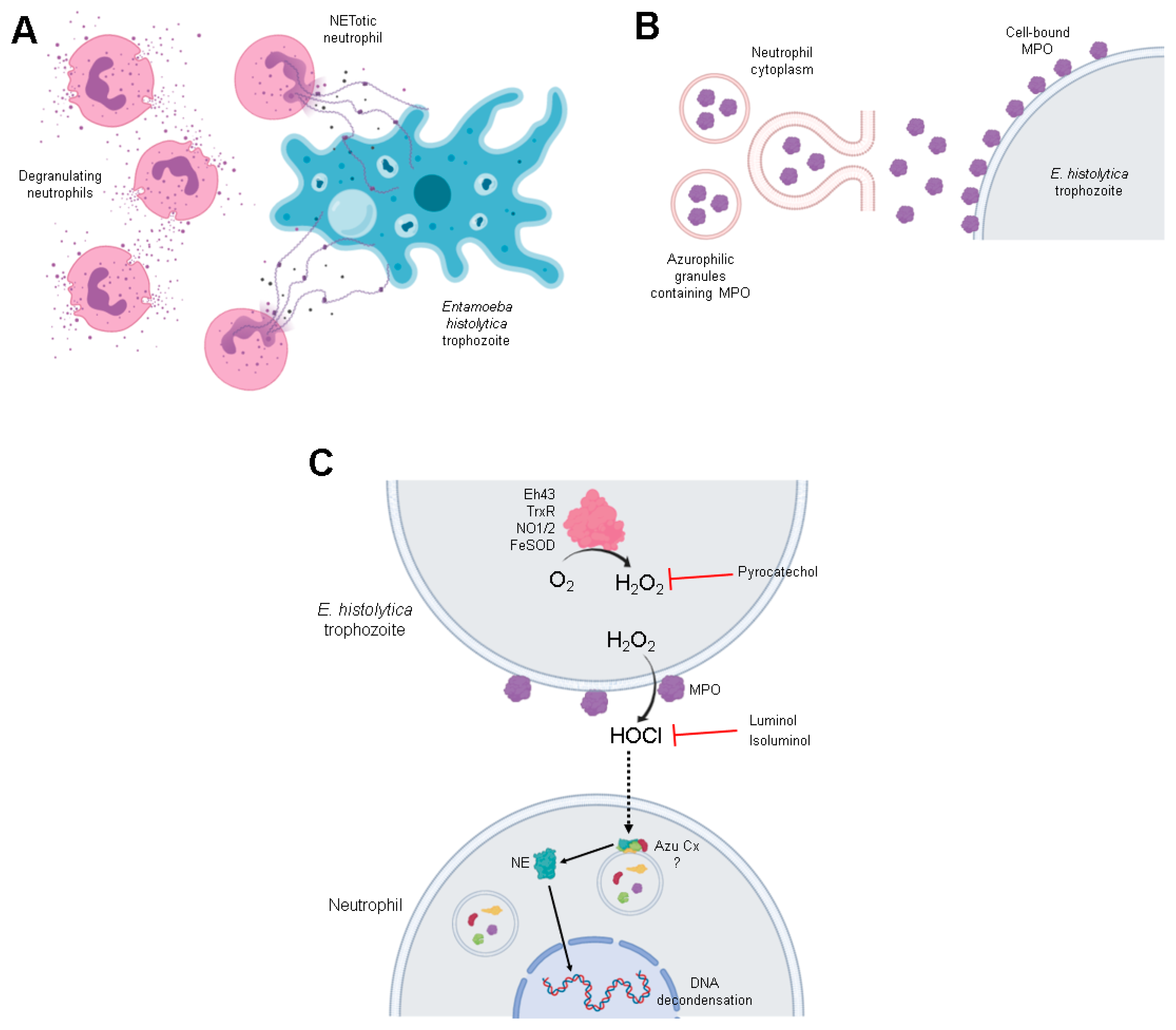 Antioxidants 10 00974 g010 Antioxidants 10 00974 g010
