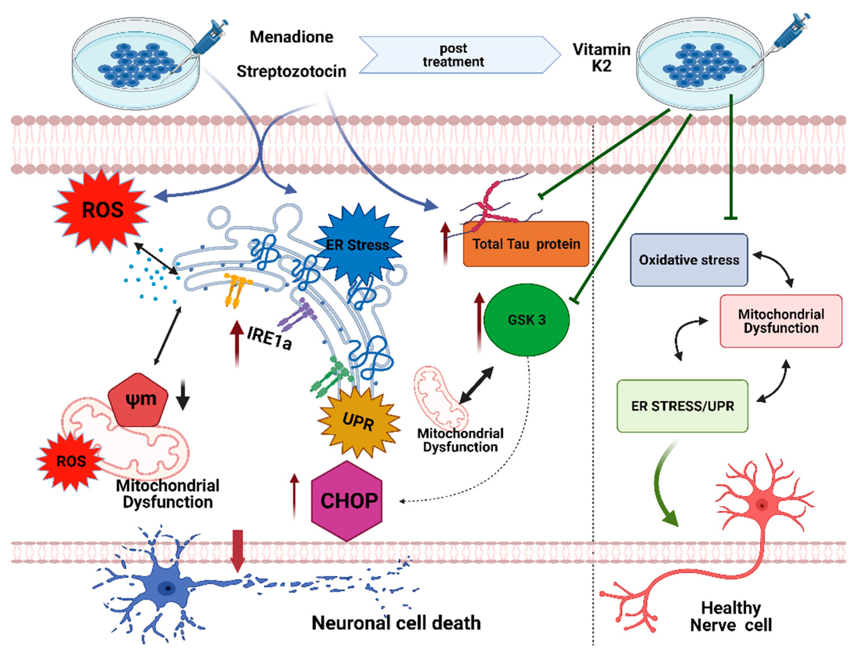 Antioxidants 10 00983 g010 Antioxidants 10 00983 g010