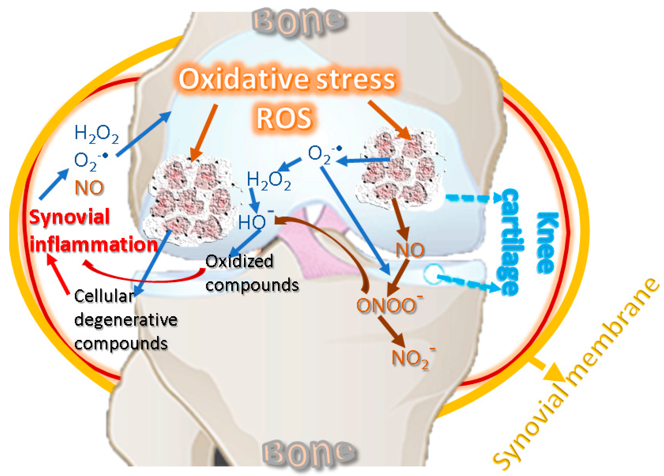  特価ブログのポータルサイト The Implication of Reactive Oxygen Species and Antioxidants その他