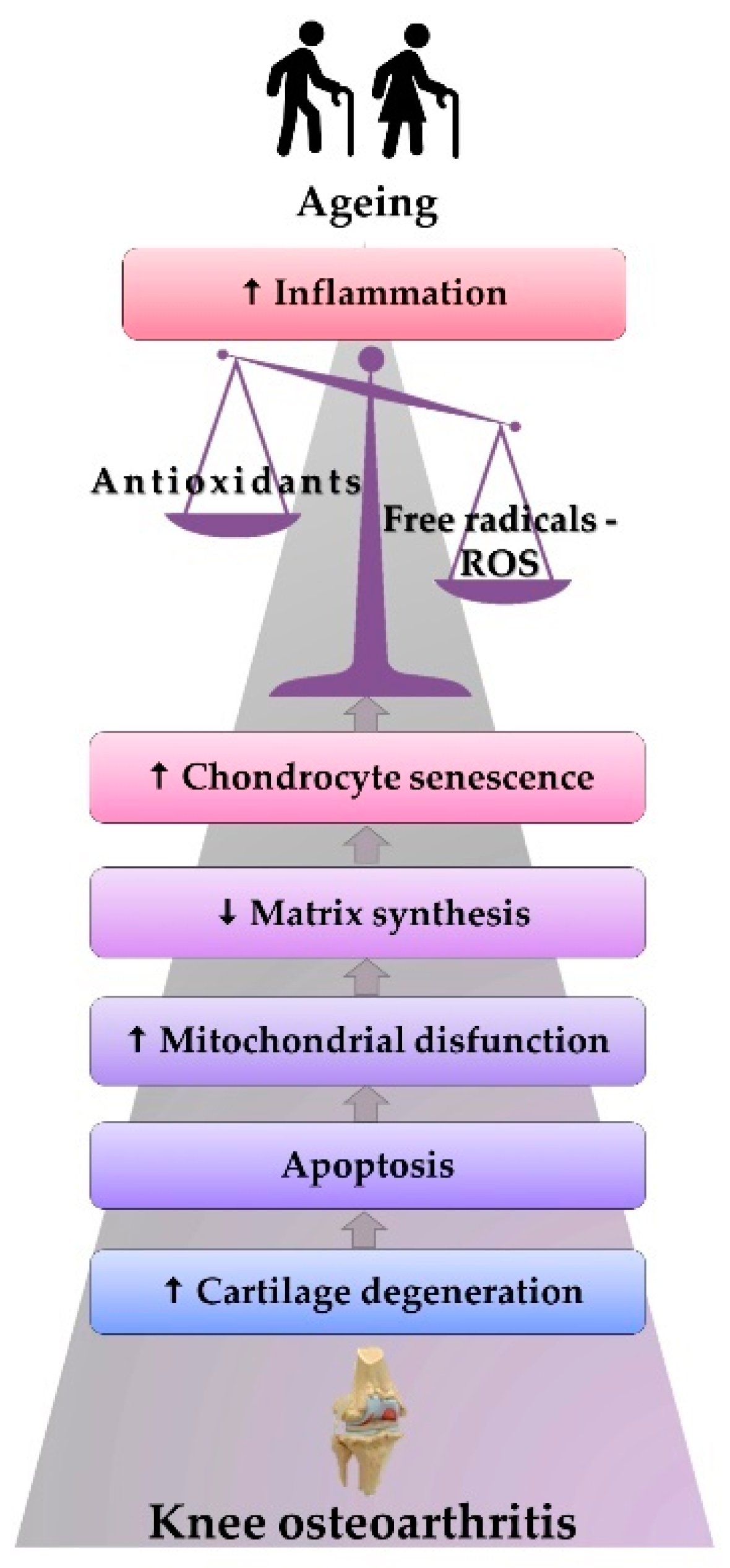 人気特価 The Antioxidants and Species Oxygen Reactive of Implication その他