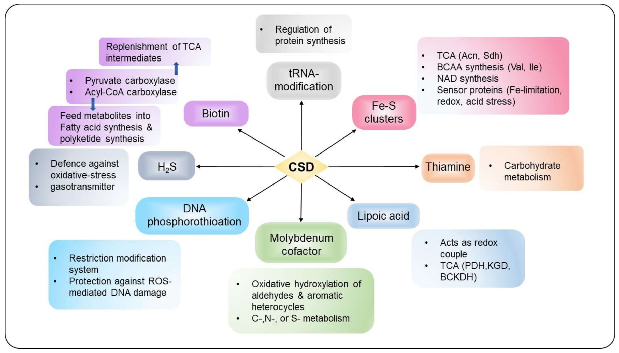 Antioxidants 10 00997 g005