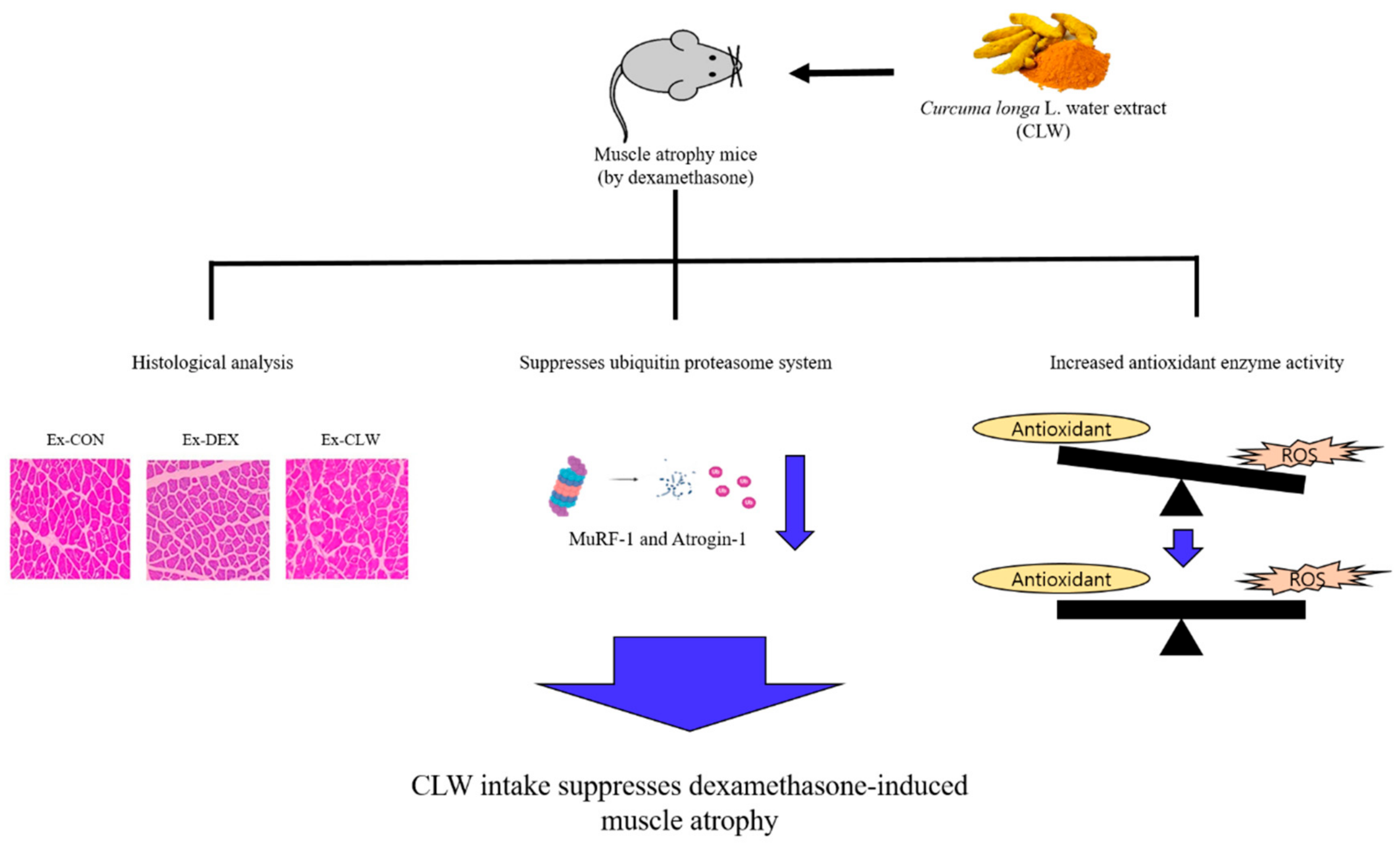 Antioxidants 10 01000 g005 550