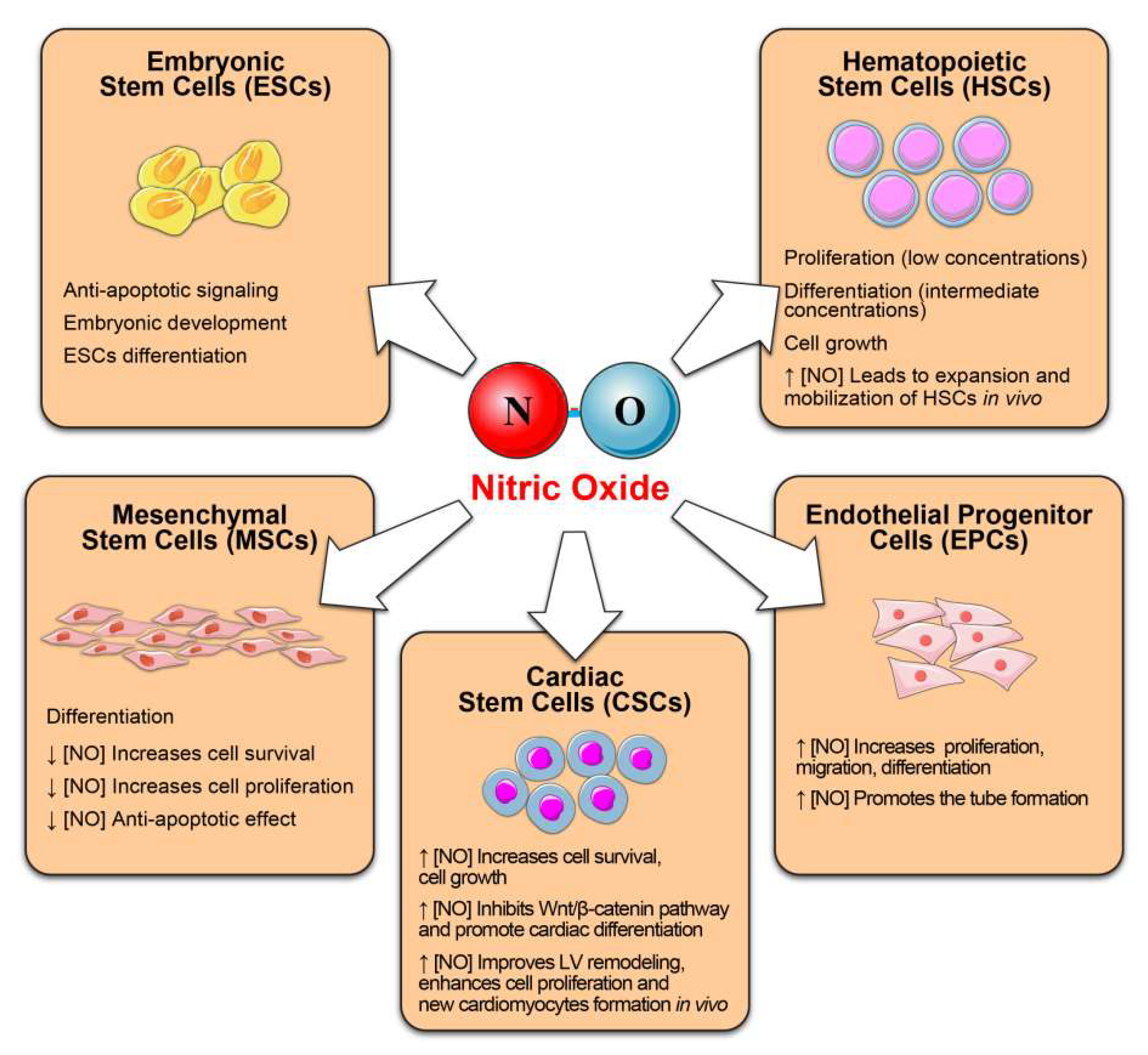 Antioxidants 10 01002 g002