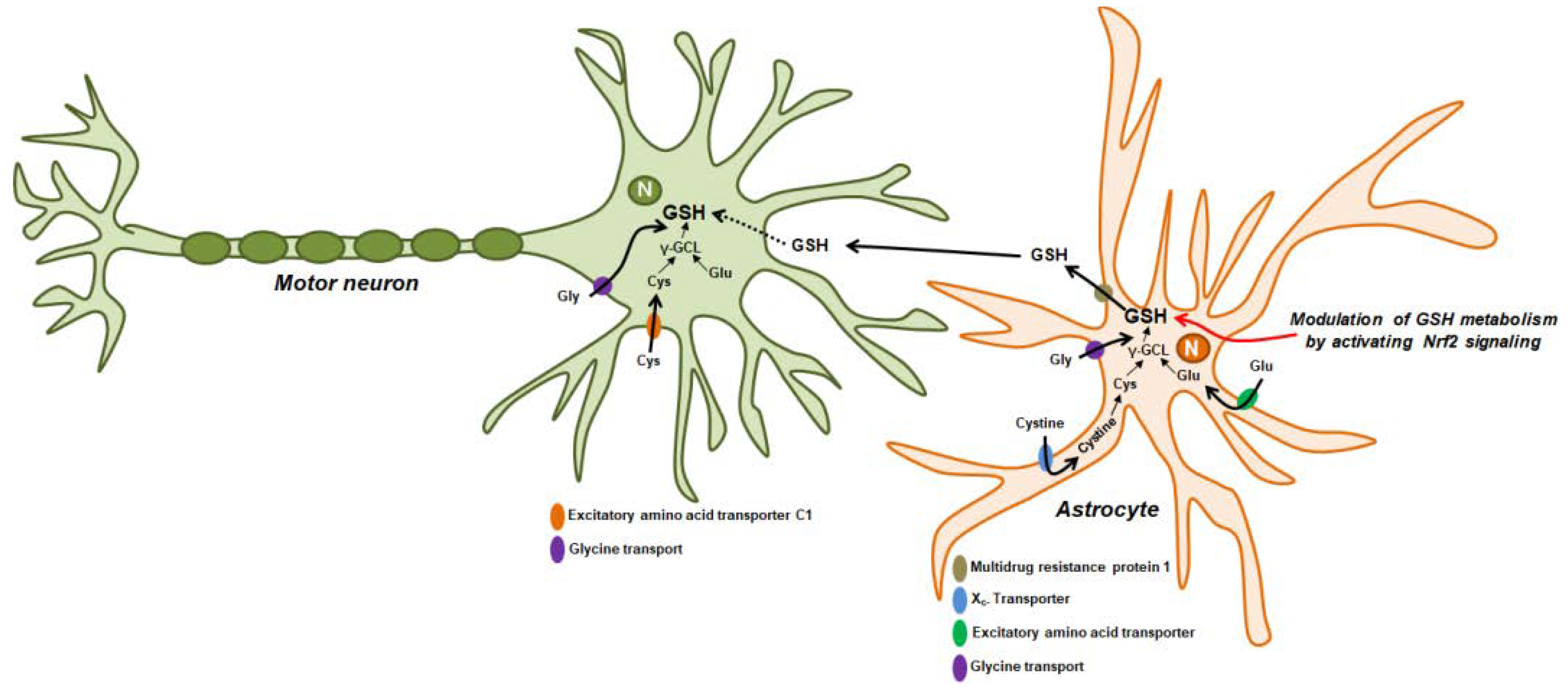 Antioxidants 10 01011 g001