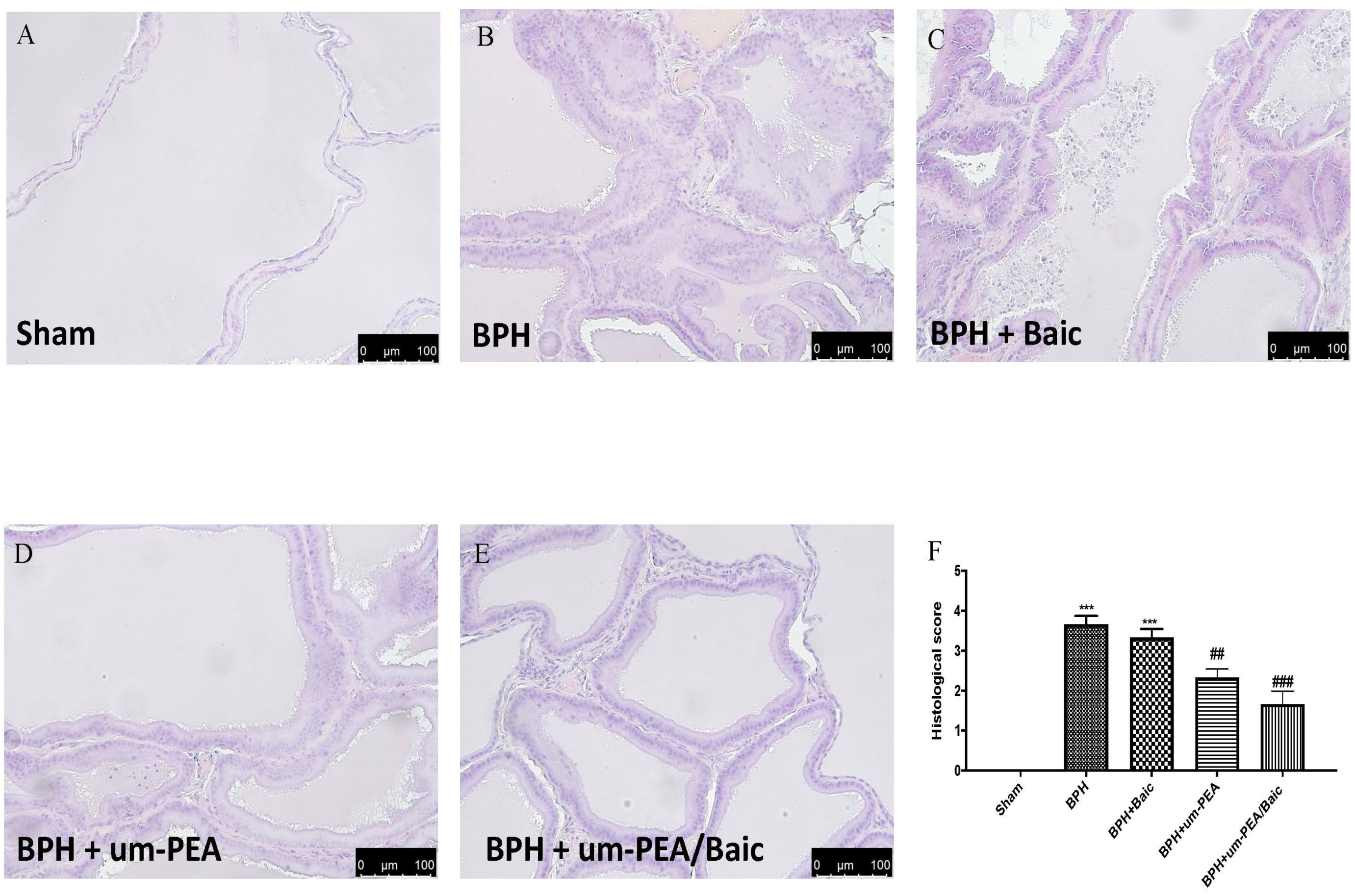 Antioxidants 10 01014 g003 550