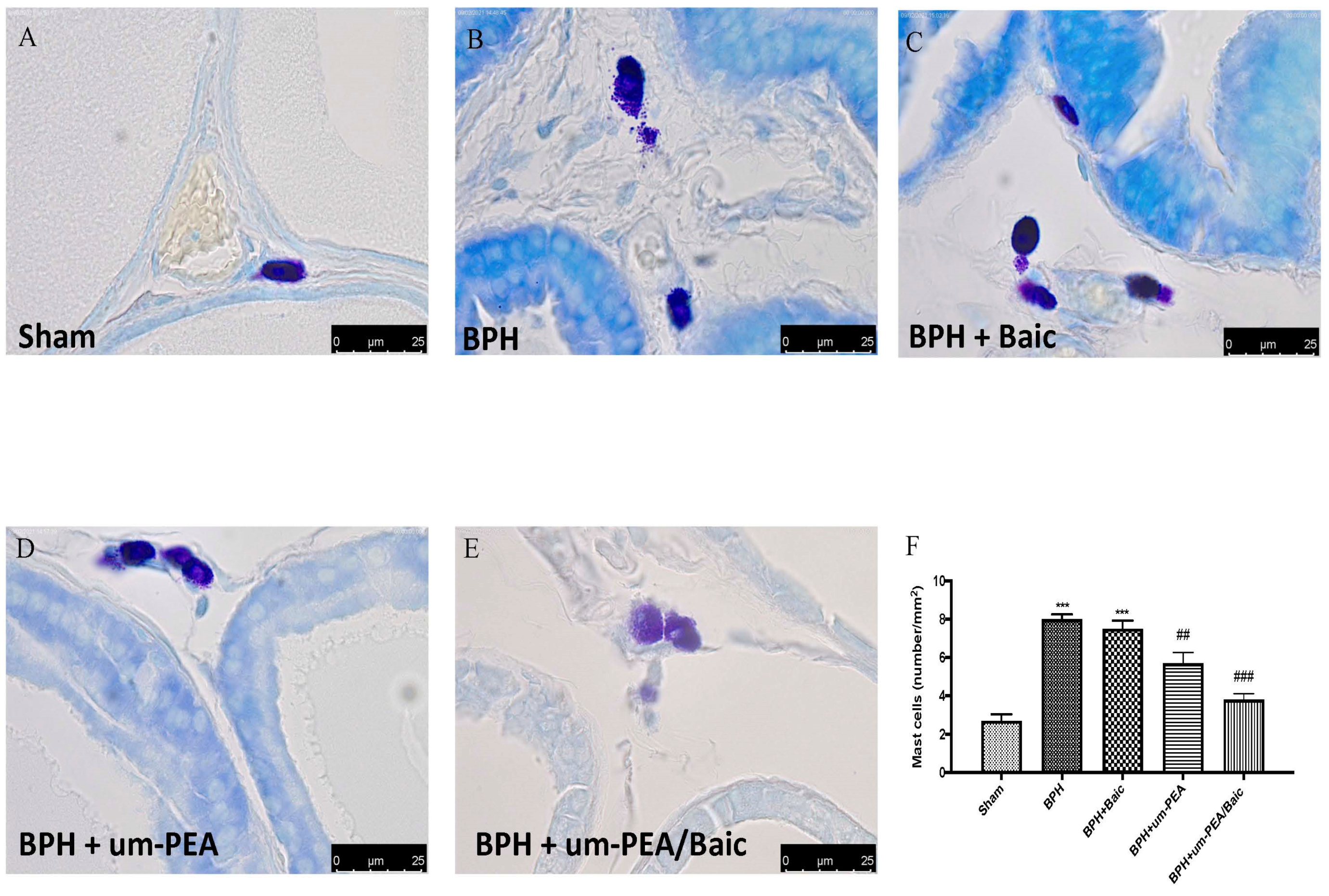 Antioxidants 10 01014 g004 550