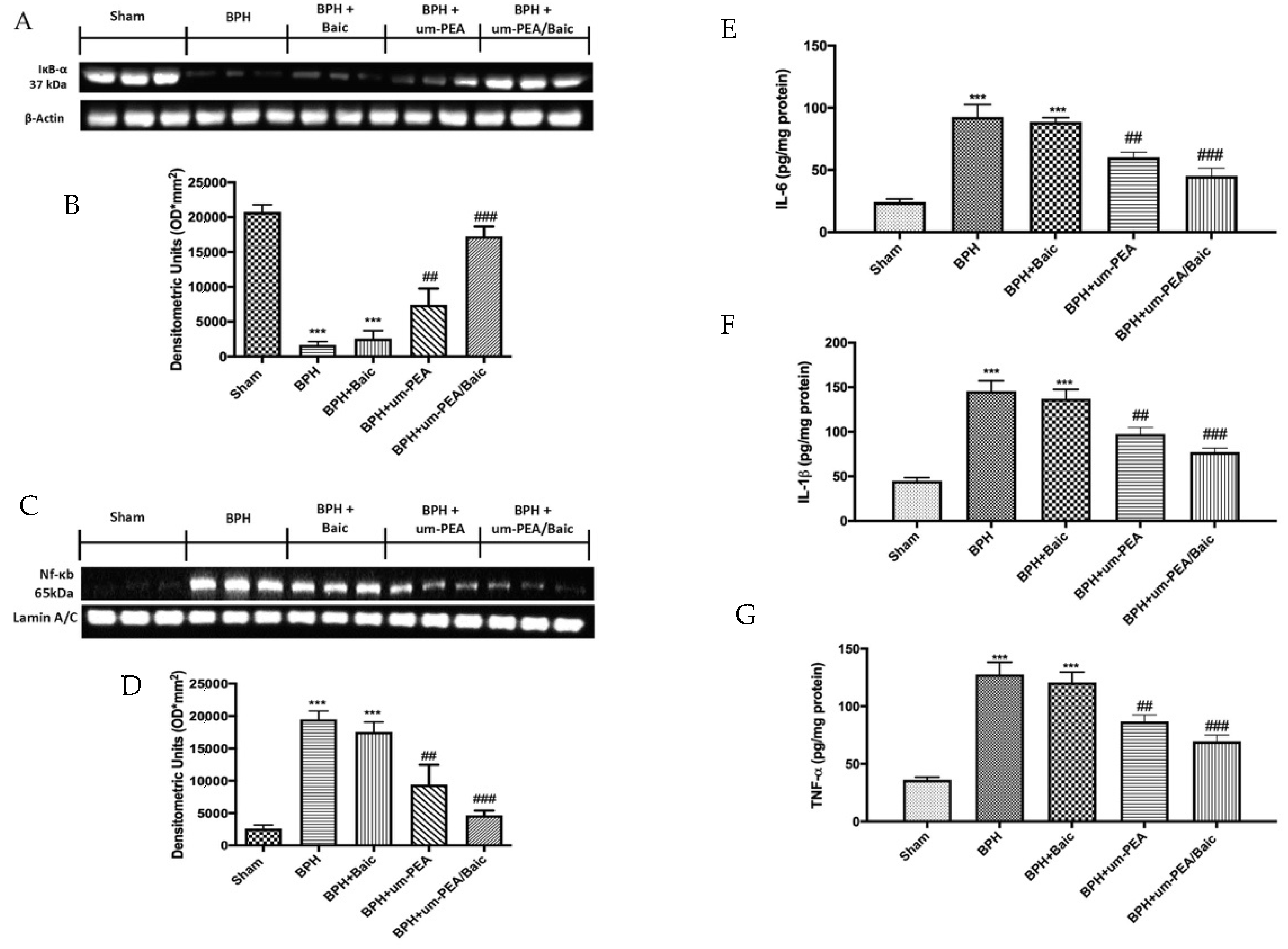 Antioxidants 10 01014 g005 550