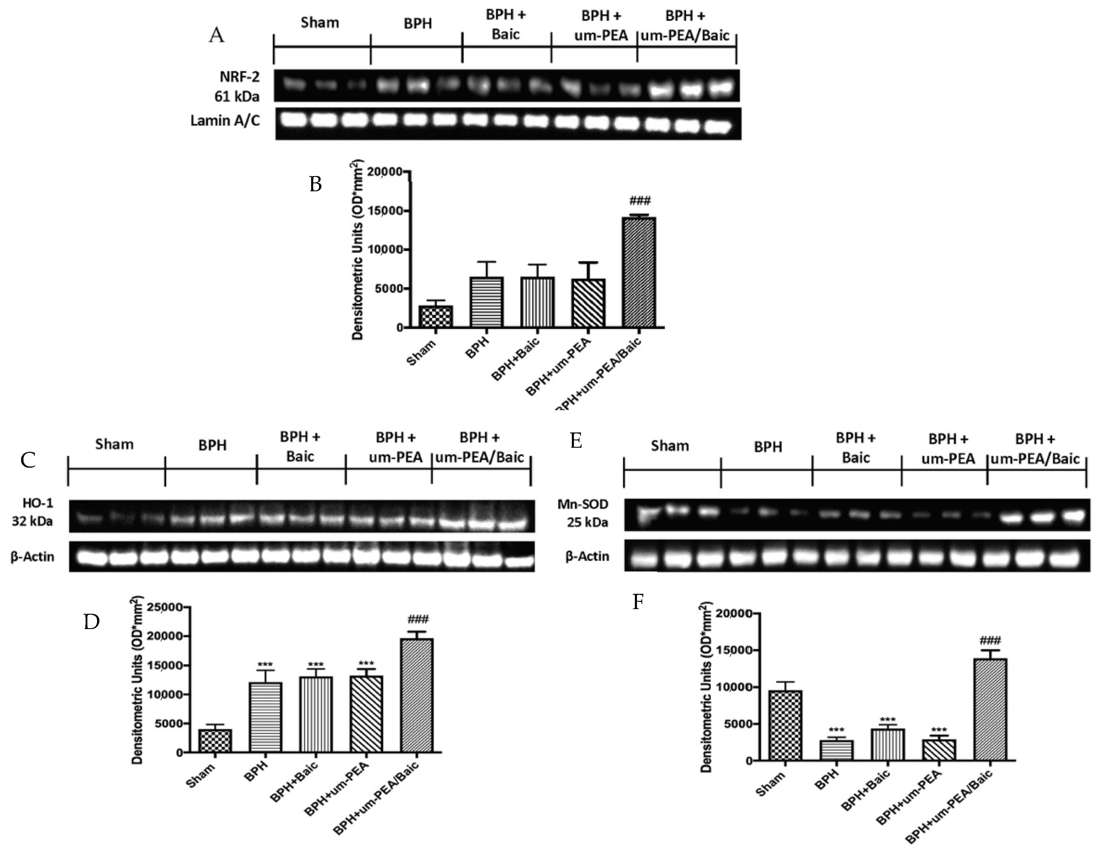 Antioxidants 10 01014 g006 550