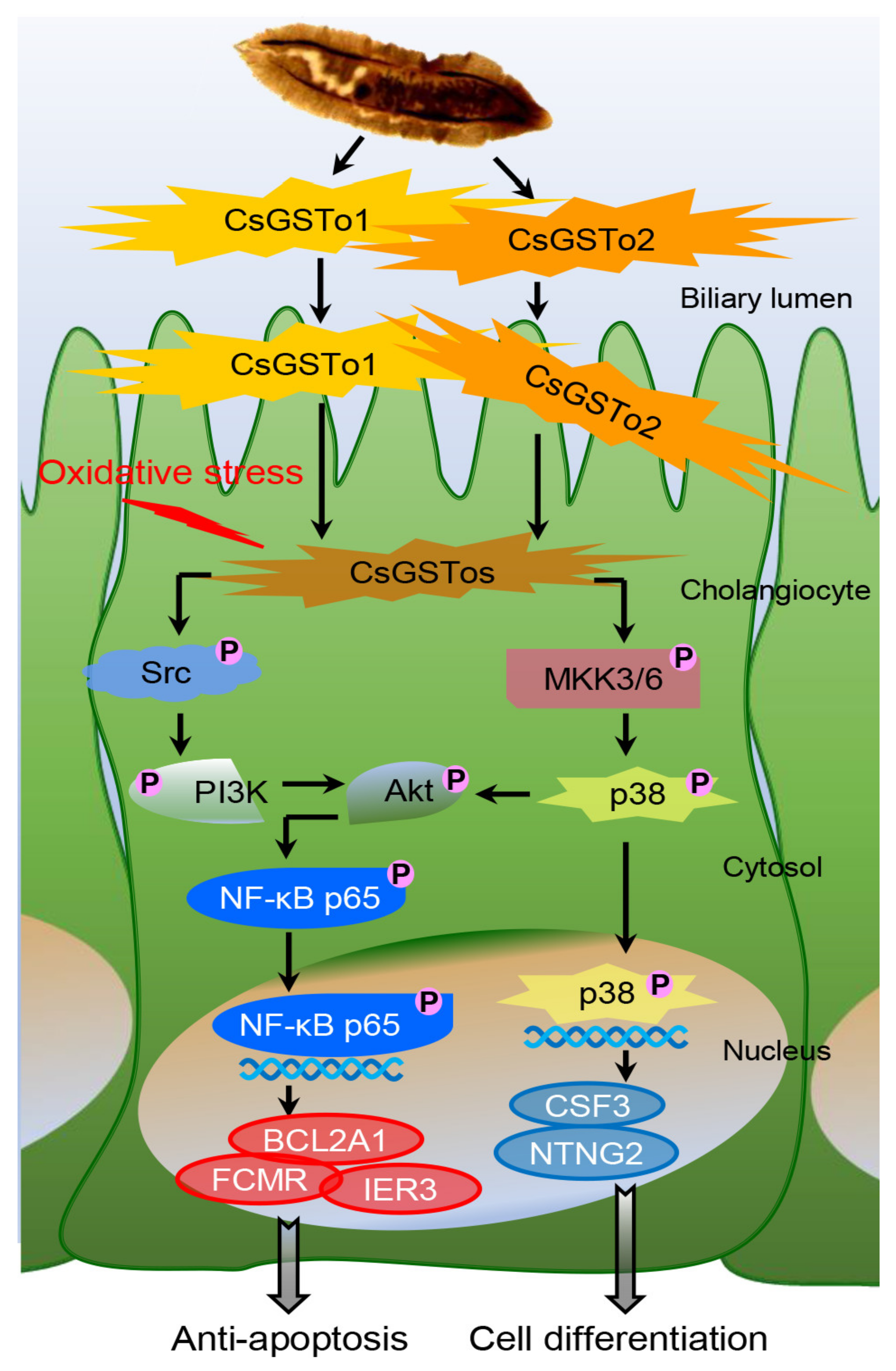 Antioxidants 10 01017 g006